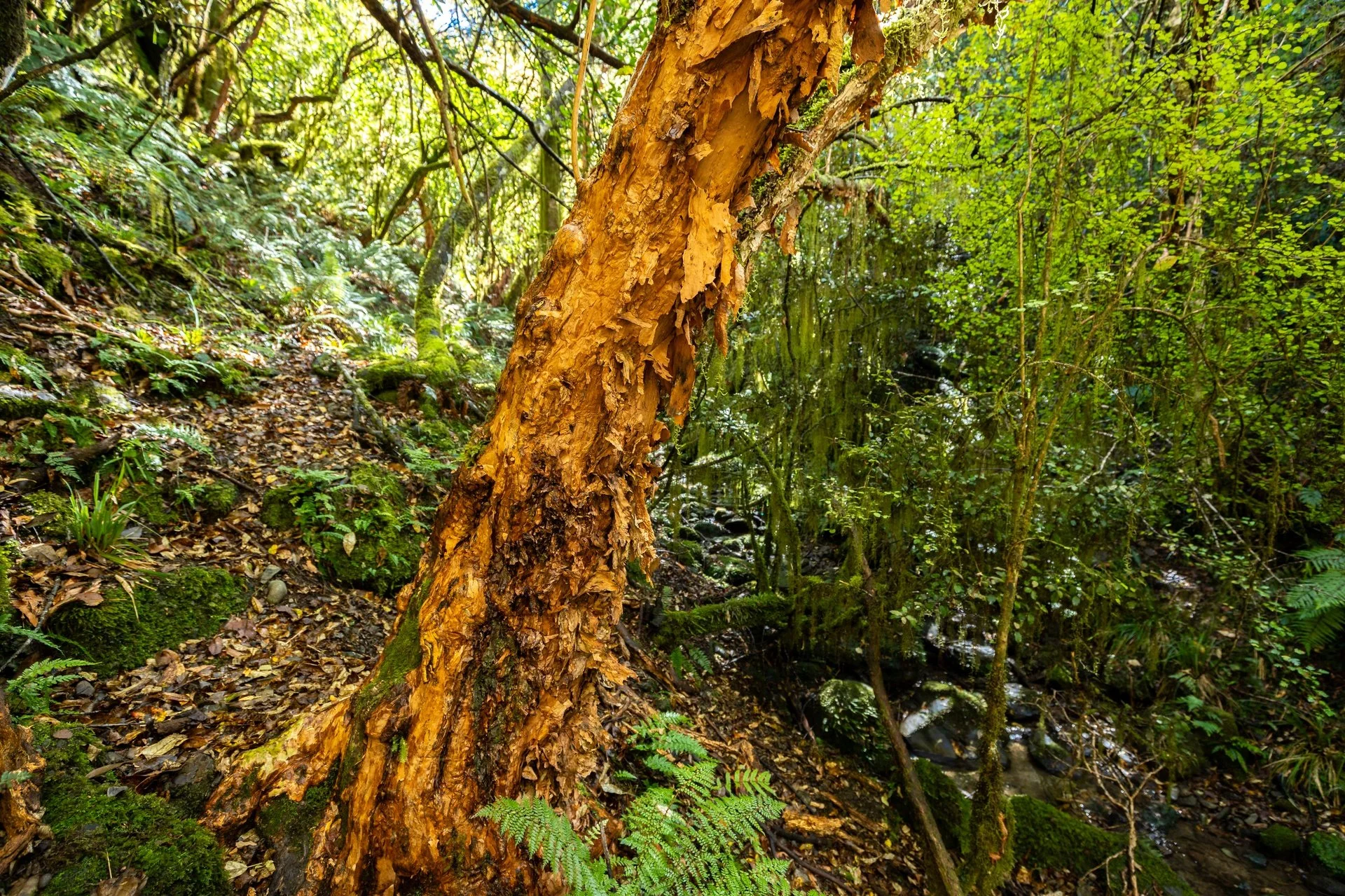 288 Matiri Valley Rd-3_1920px.jpg