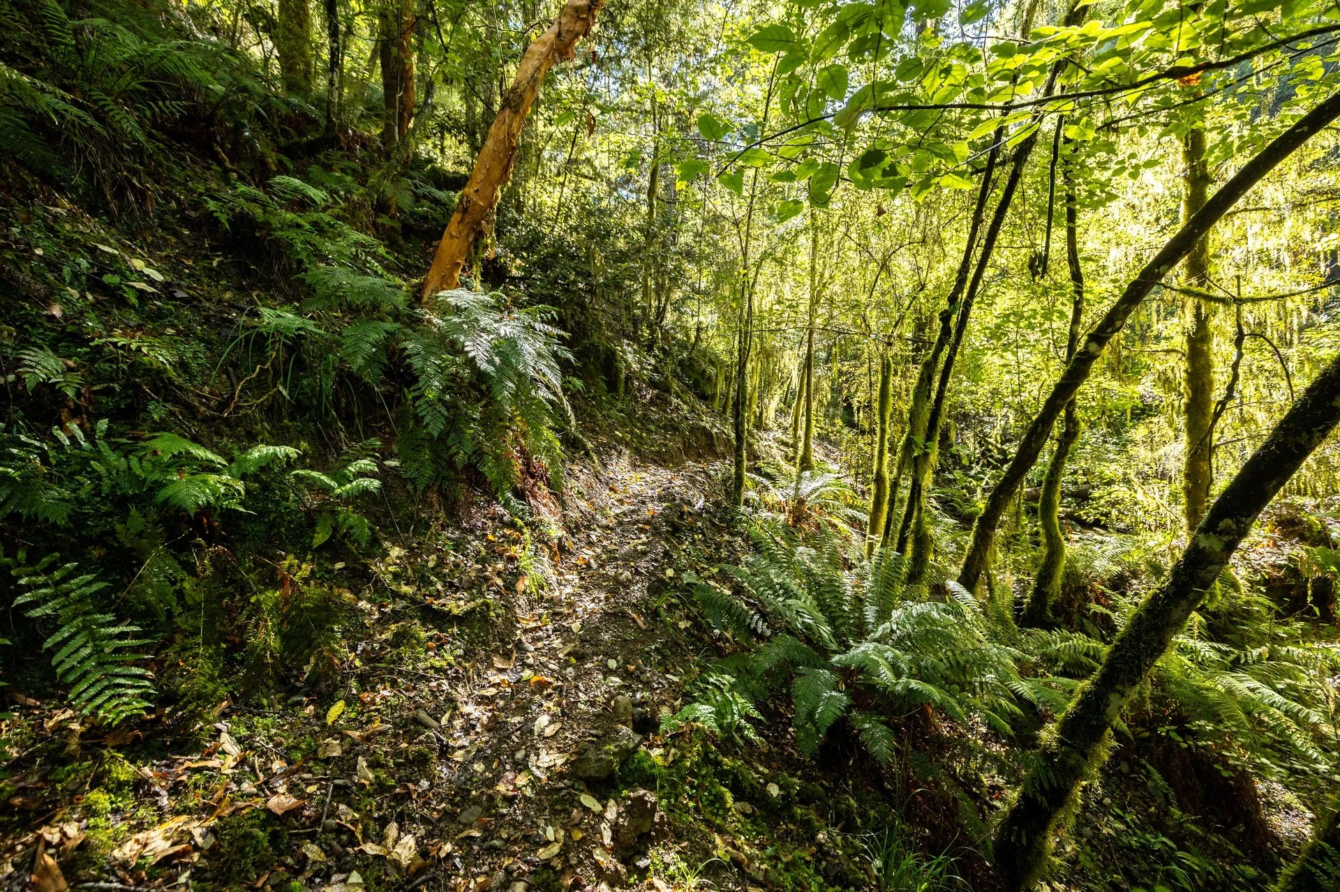 288 Matiri Valley Rd-5_1920px.jpg