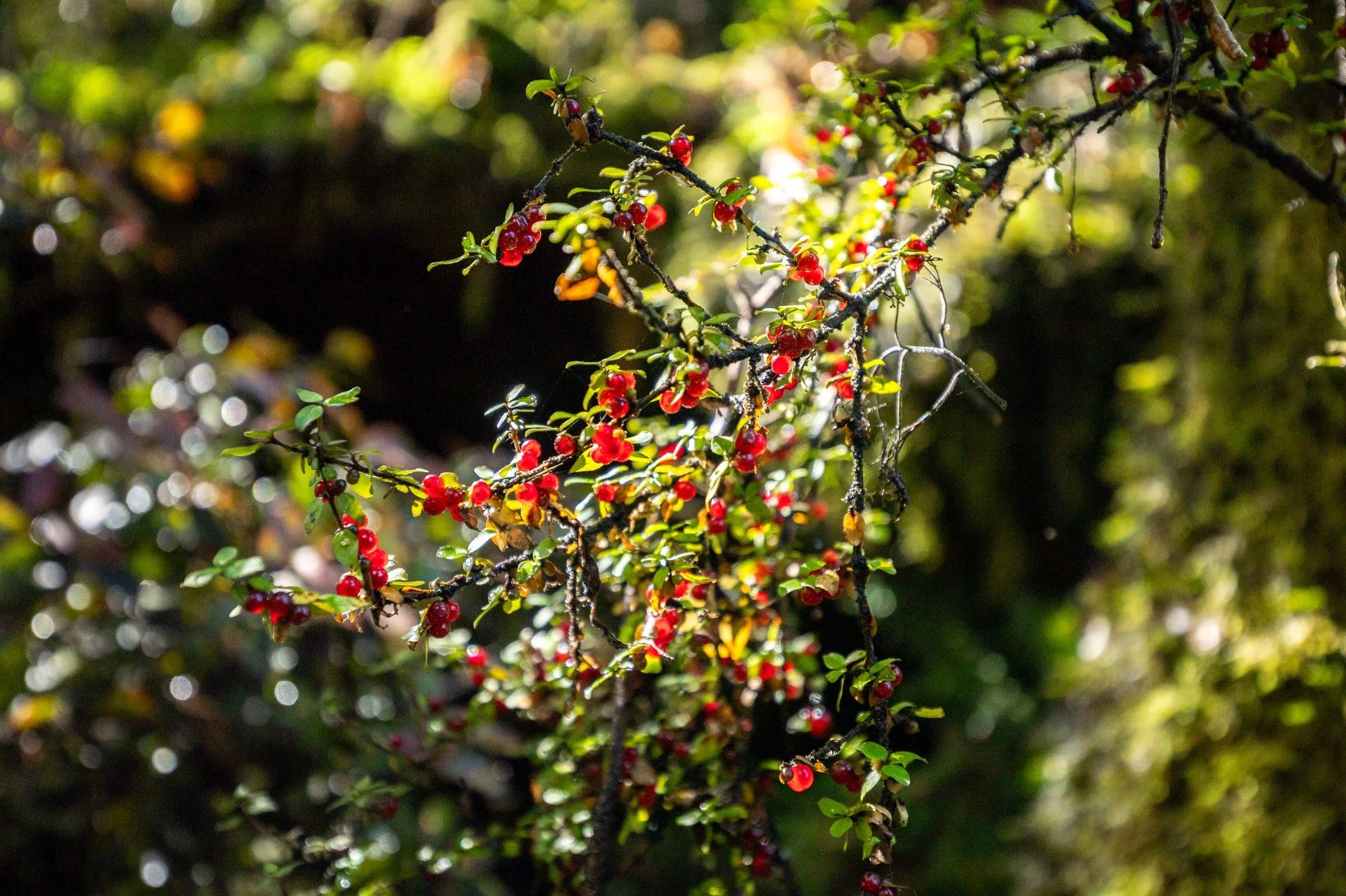 288 Matiri Valley Rd-6_1920px.jpg