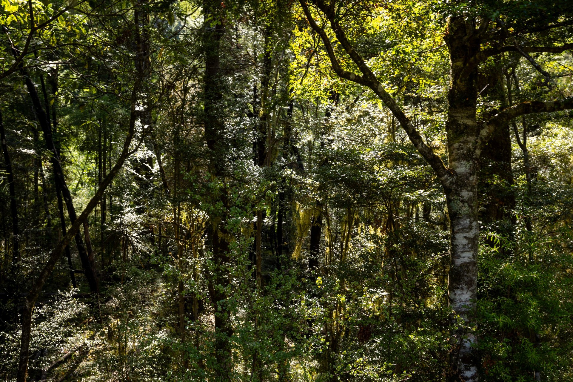 Gowan River (21 of 34)_1920px.jpg