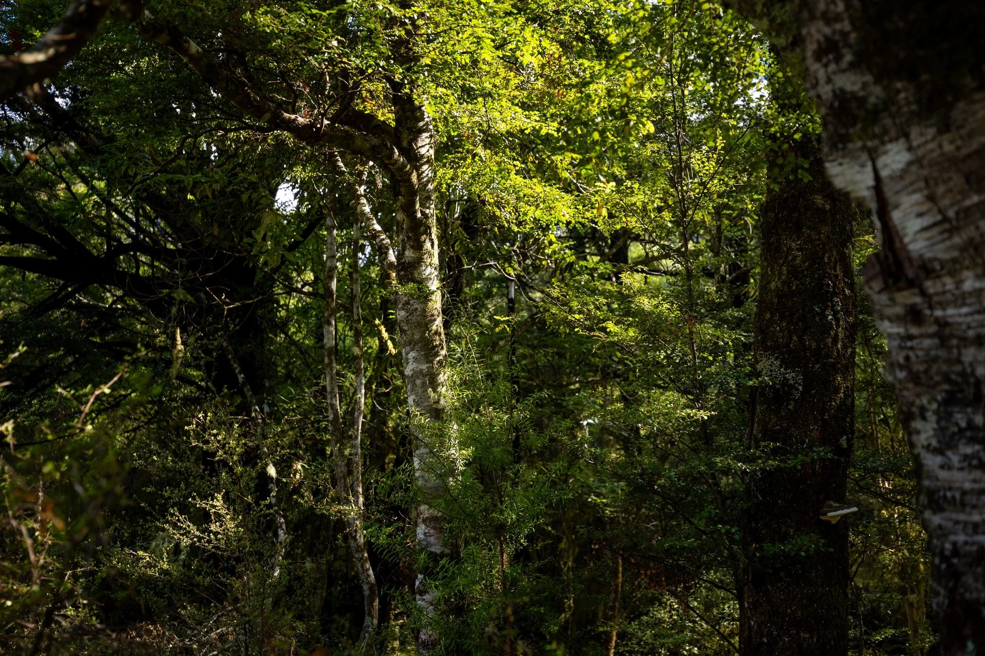 Gowan River (22 of 34)_1920px.jpg