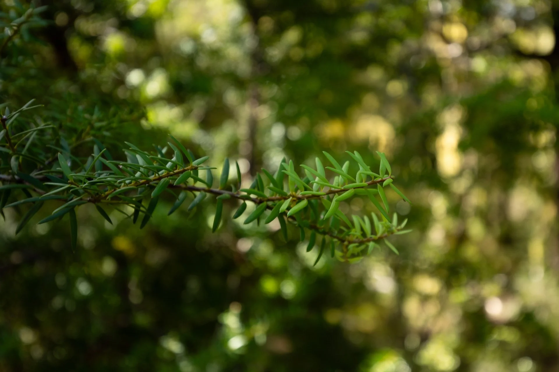 Gowan River (23 of 34)_1920px.jpg