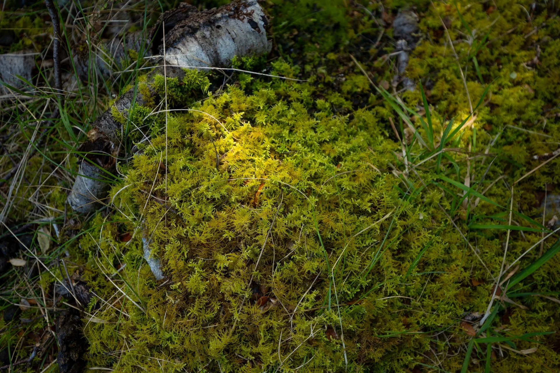 Gowan River (24 of 34)_1920px.jpg