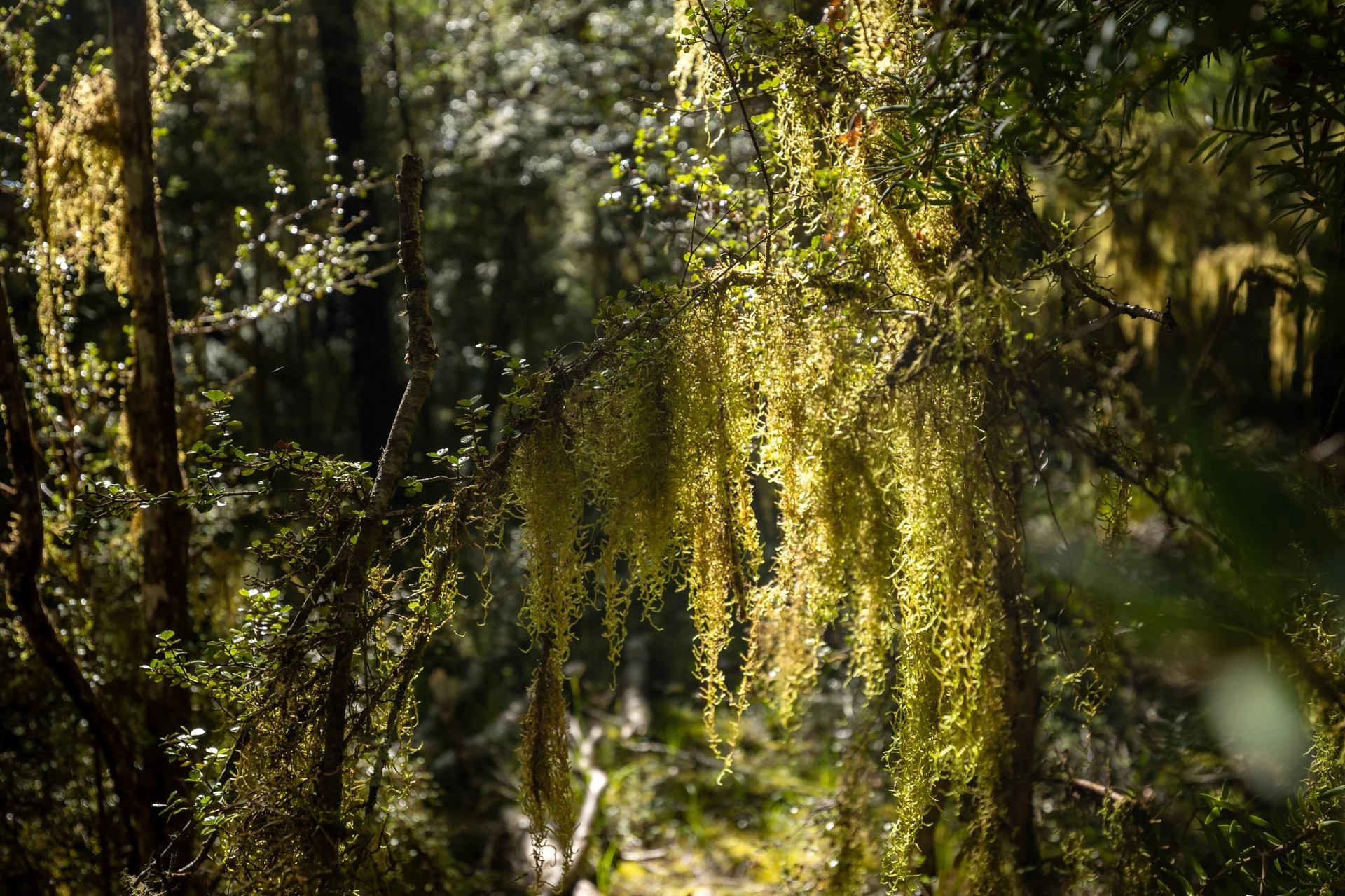 Gowan River (25 of 34)_1920px.jpg