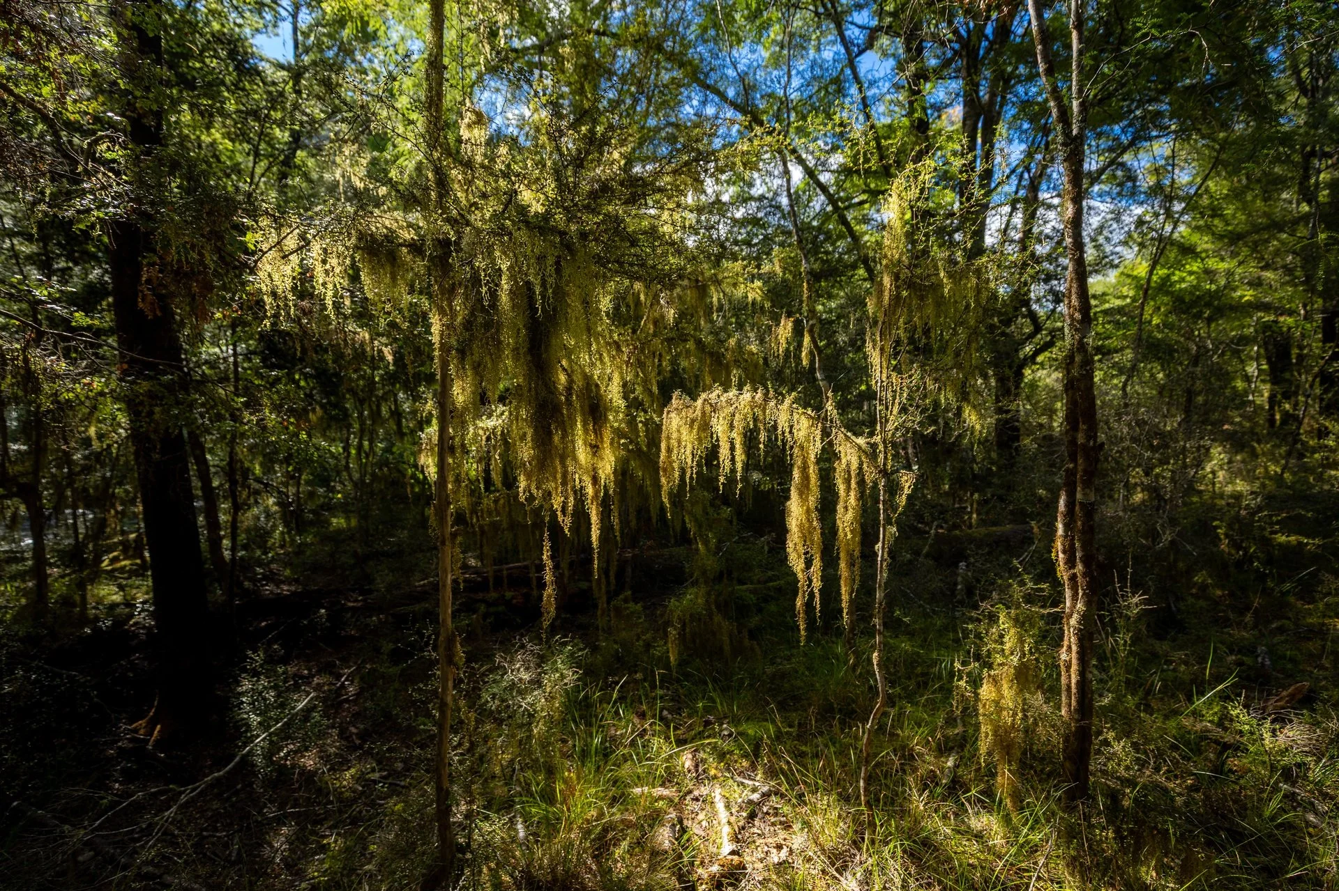 Gowan River (26 of 34)_1920px.jpg