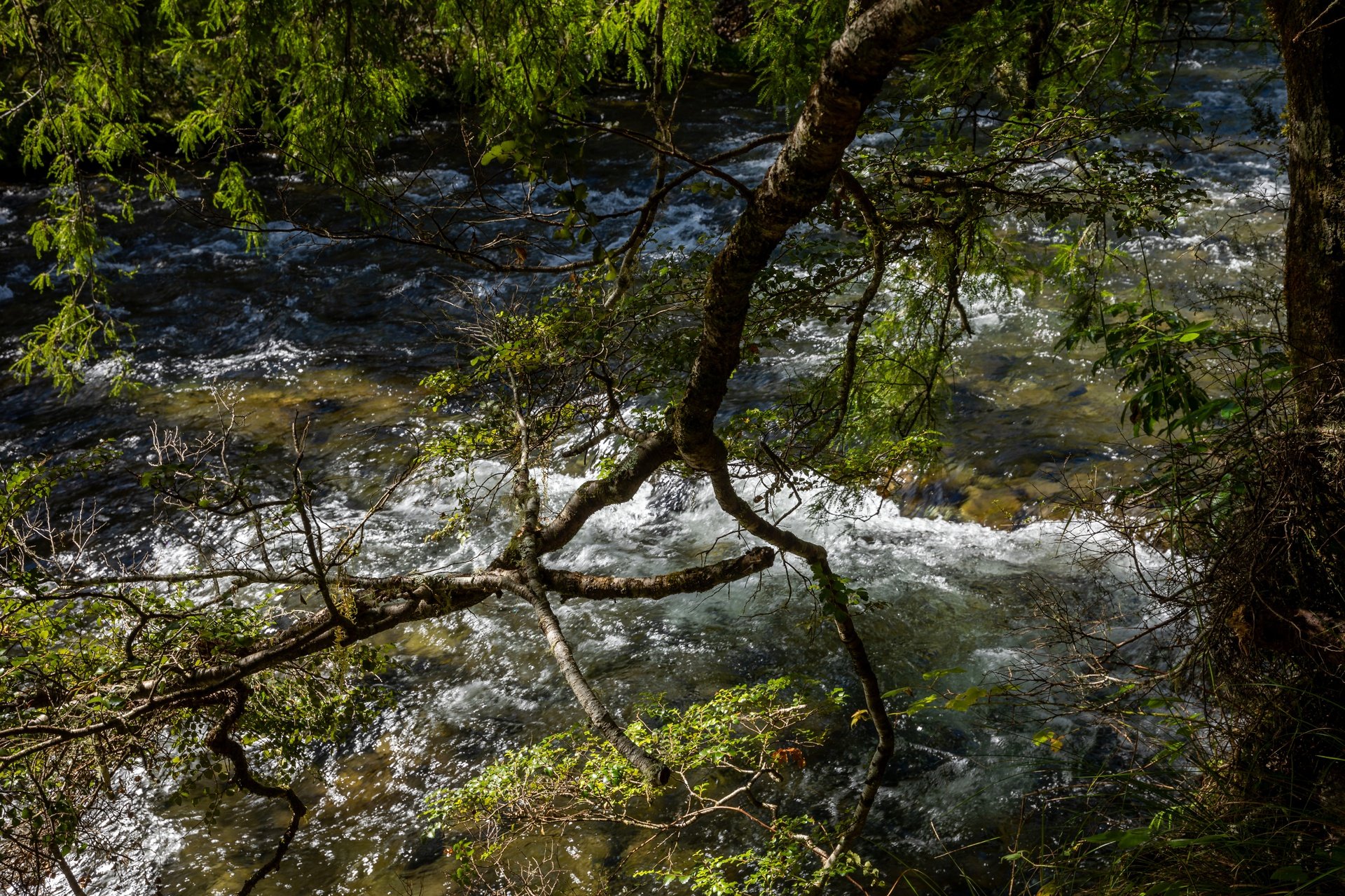 Gowan River (28 of 34)_1920px.jpg