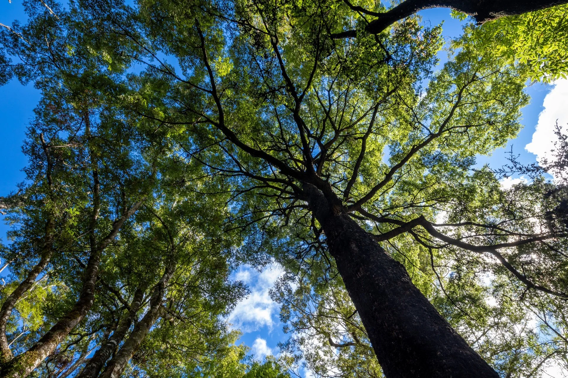 Gowan River (30 of 34)_1920px.jpg