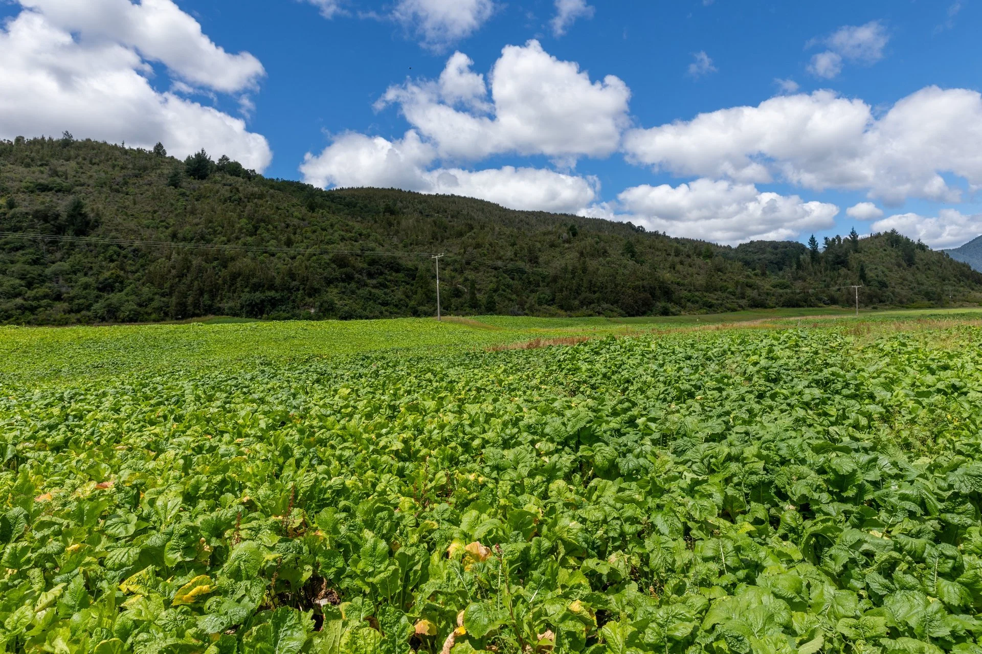 1153 (76 of 81)_1920px.jpg