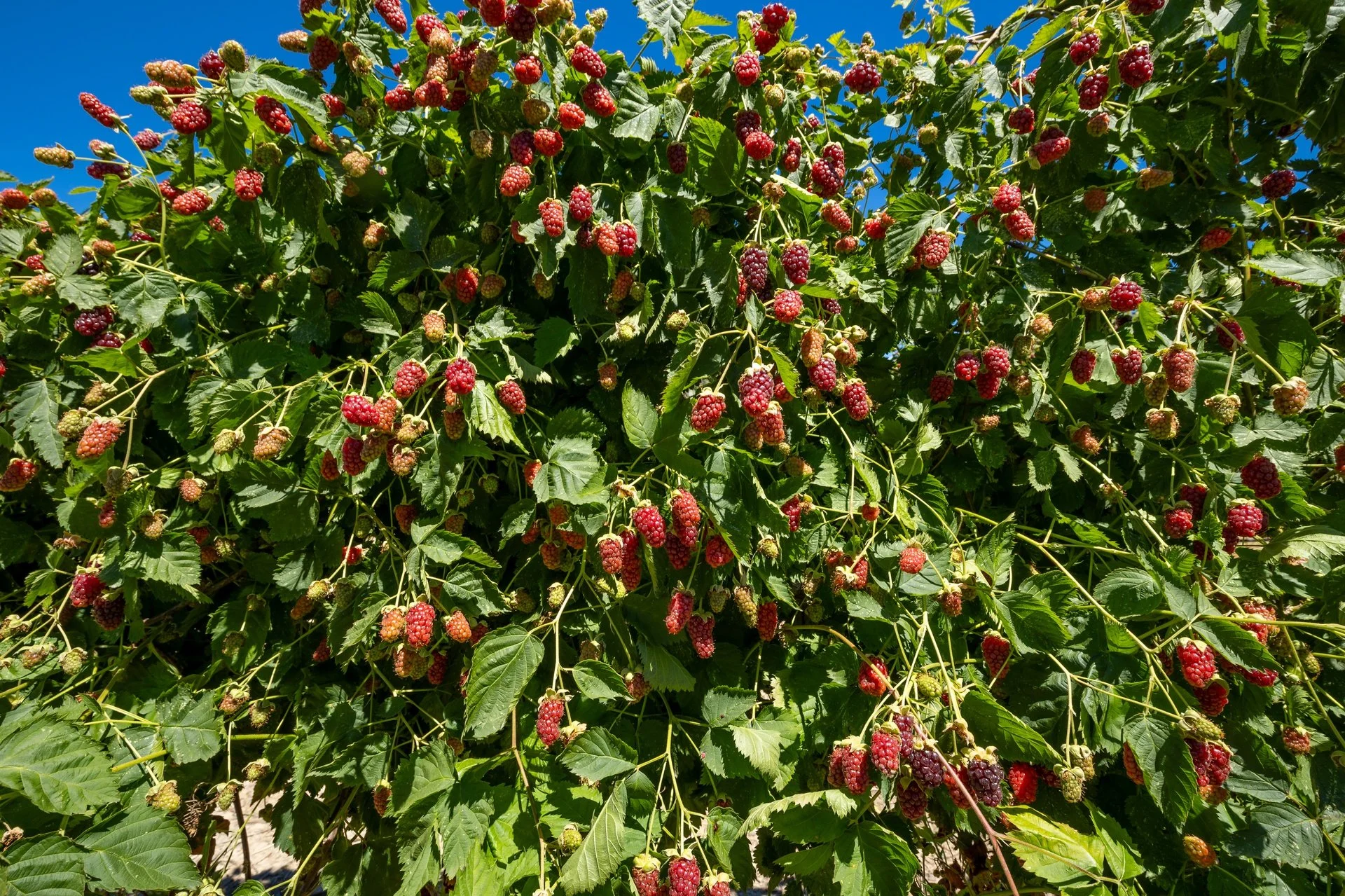 160 Tadmor Valley Road (43 of 161)_1920px.jpg