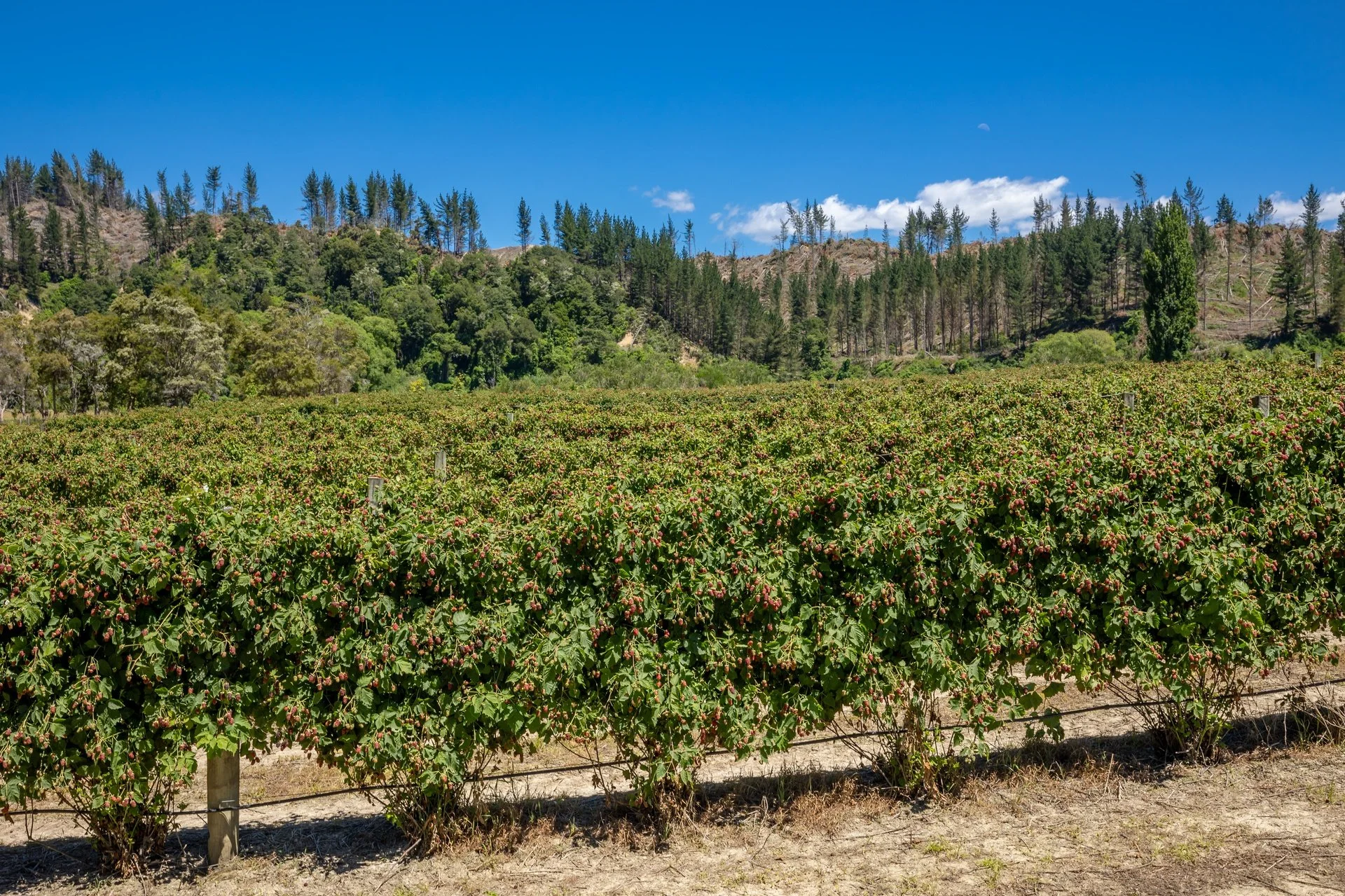 160 Tadmor Valley Road (44 of 161)_1920px.jpg