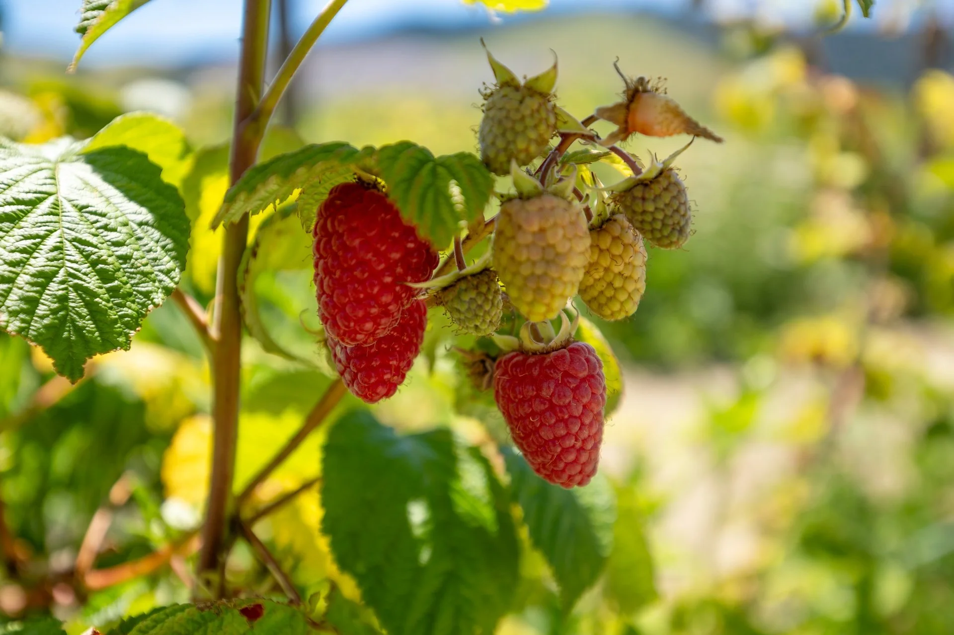 160 Tadmor Valley Road (47 of 161)_1920px.jpg