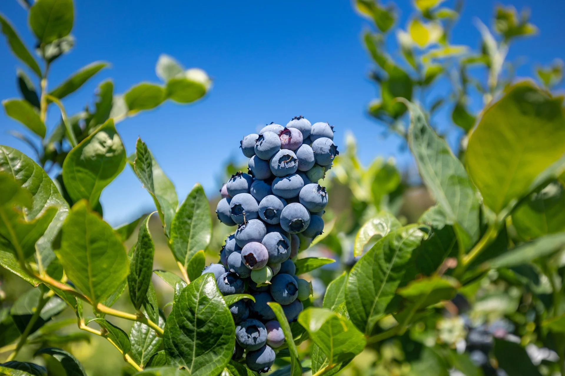 160 Tadmor Valley Road (53 of 161)_1920px.jpg