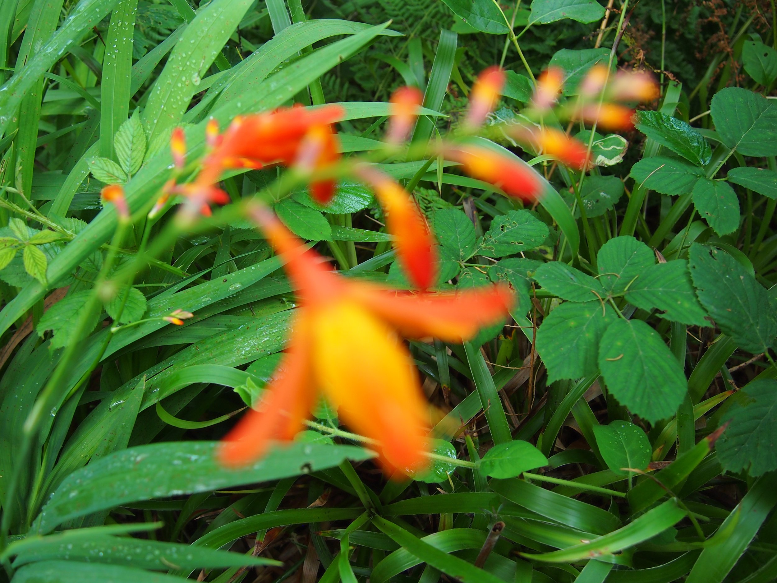 P8134371.jpeg