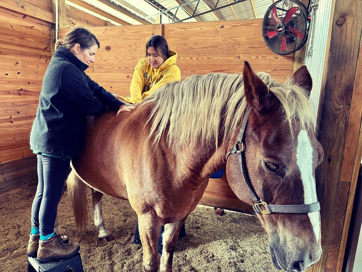 Today I treated alongside the very talented Equine MFR Therapist, Jillian Ford of West Florida Equine MFR.  It is awe inspiring to be in the presence of her deep clairsentience with horses, and an absolute joy to talk shop and share my passion for th