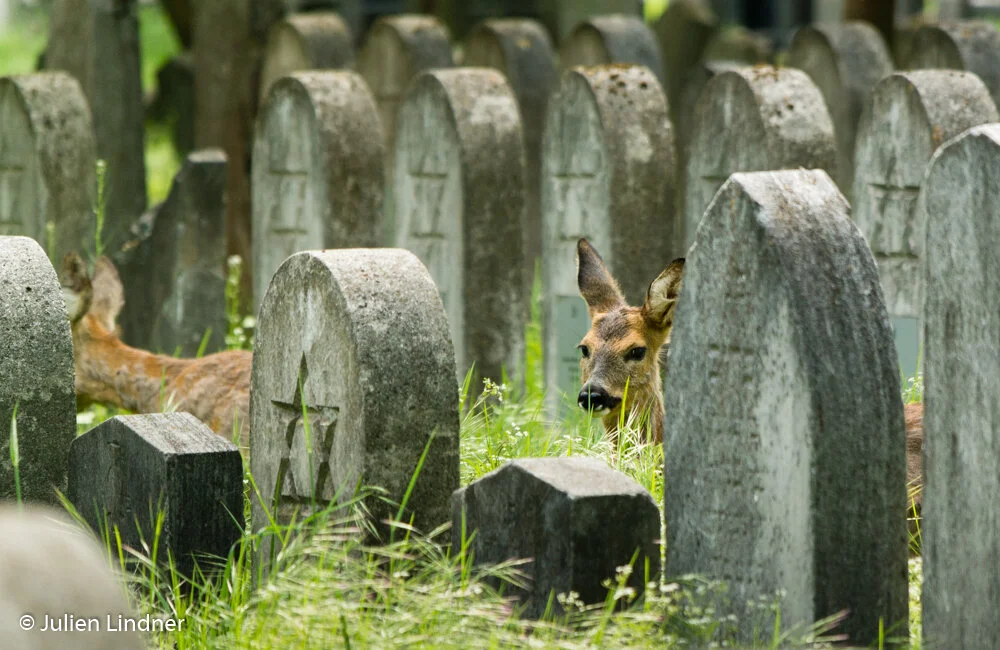 Vienna Central Cemetery