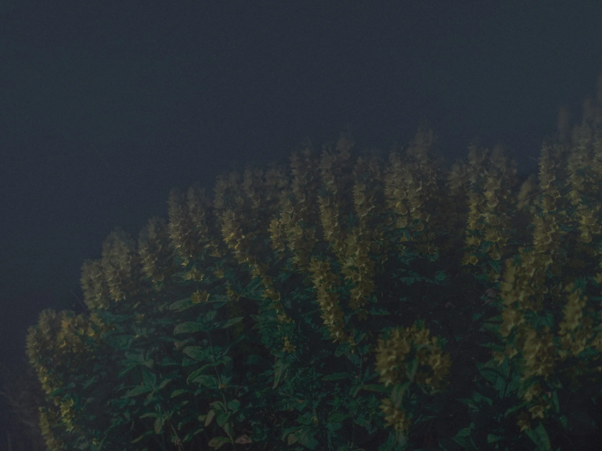 DSCF3215.jpg