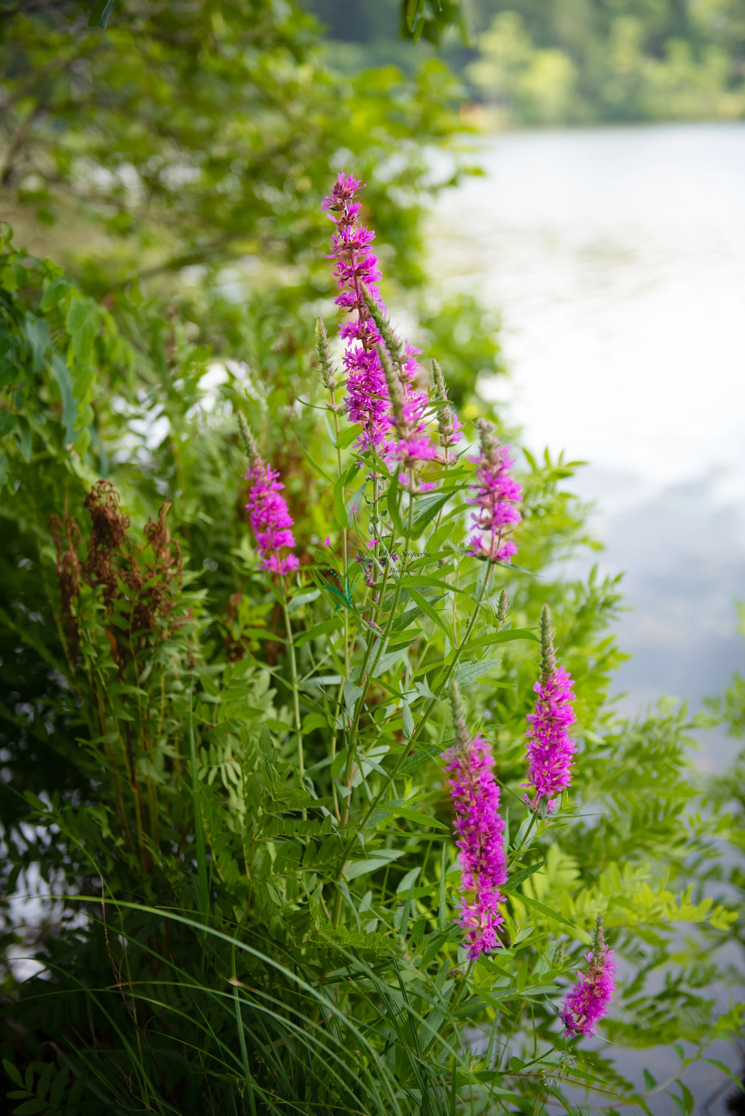 DSC_1205-Edit.jpg