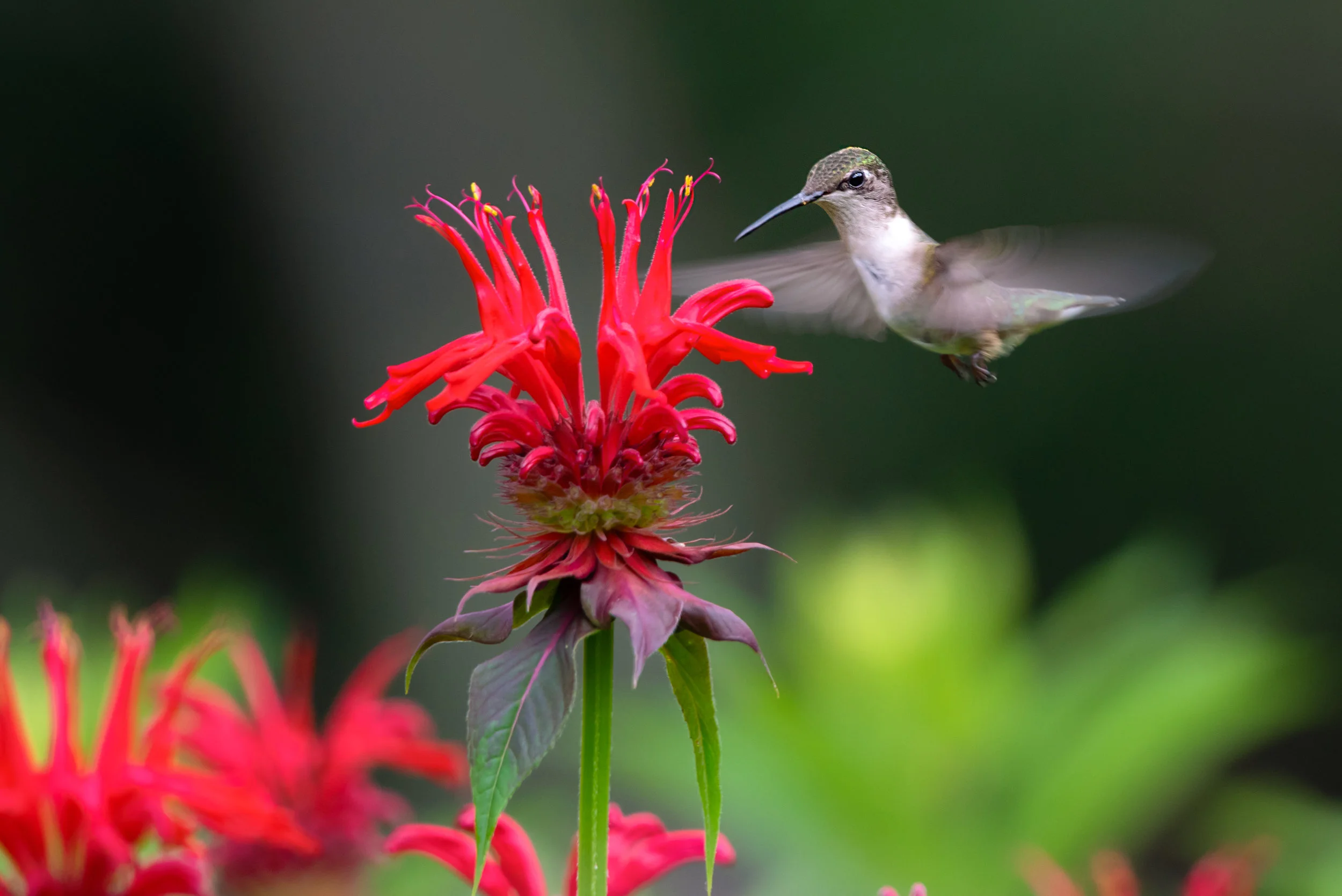 DSC_0731-Edit.jpg