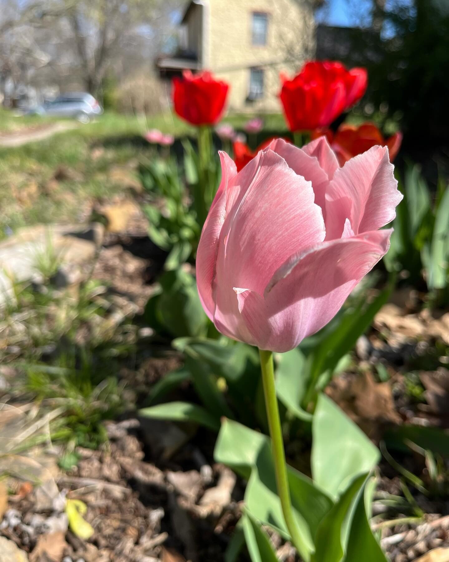 Spring cottage blossoms 🩷