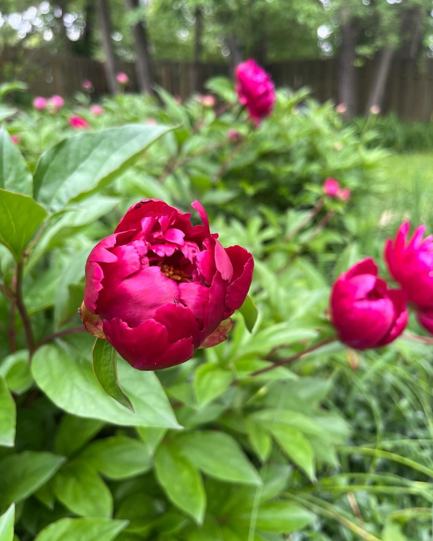 It&rsquo;s peony season, which, coincides with the end of the semester and just before my birthday. Busy days reading and commenting on student work + sorting out all tasks administrative before summer. These beauties are keeping me going&mdash;as ar