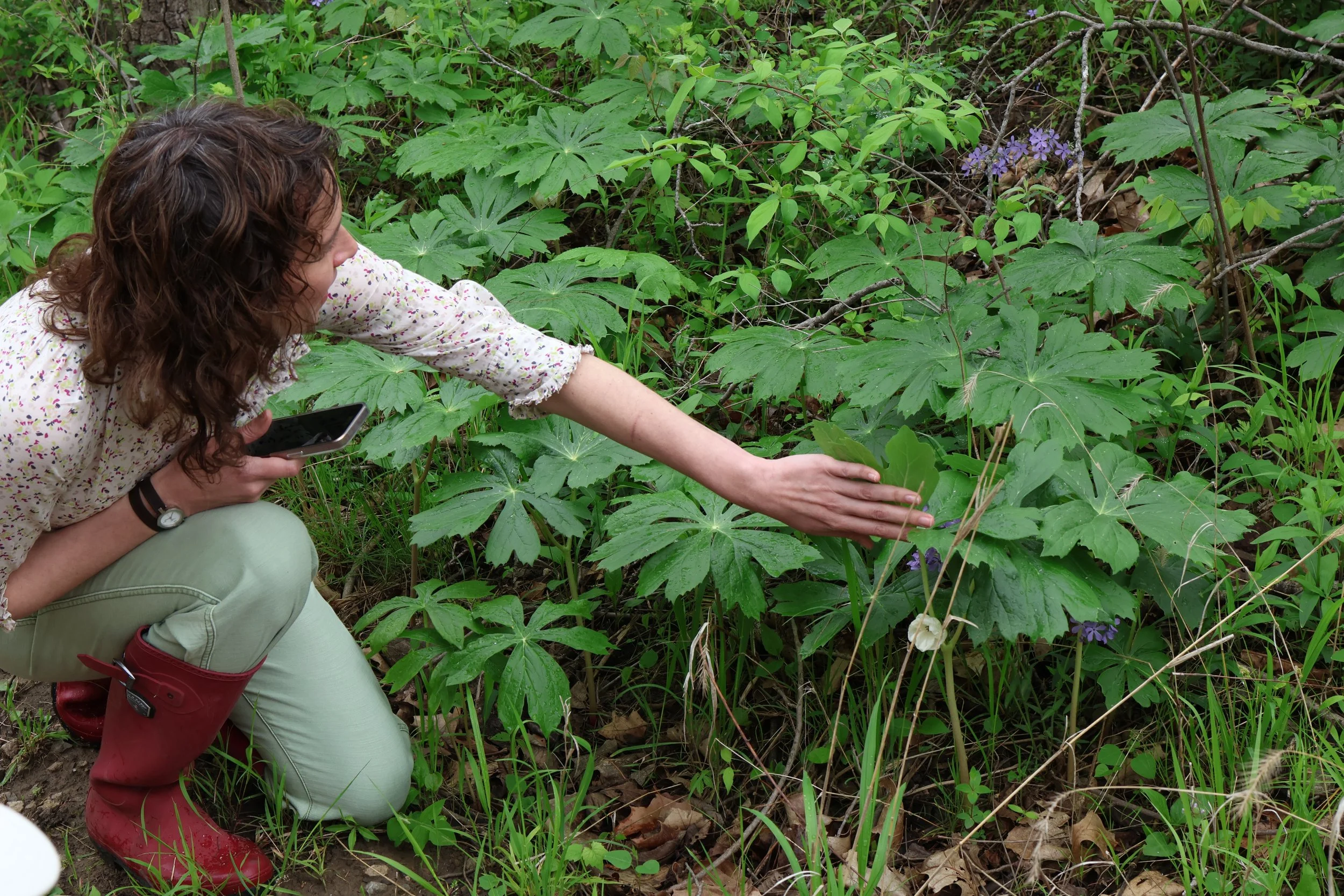  Queer/Trans Ecopoetics: Rootedness, Resistance, and Regeneration