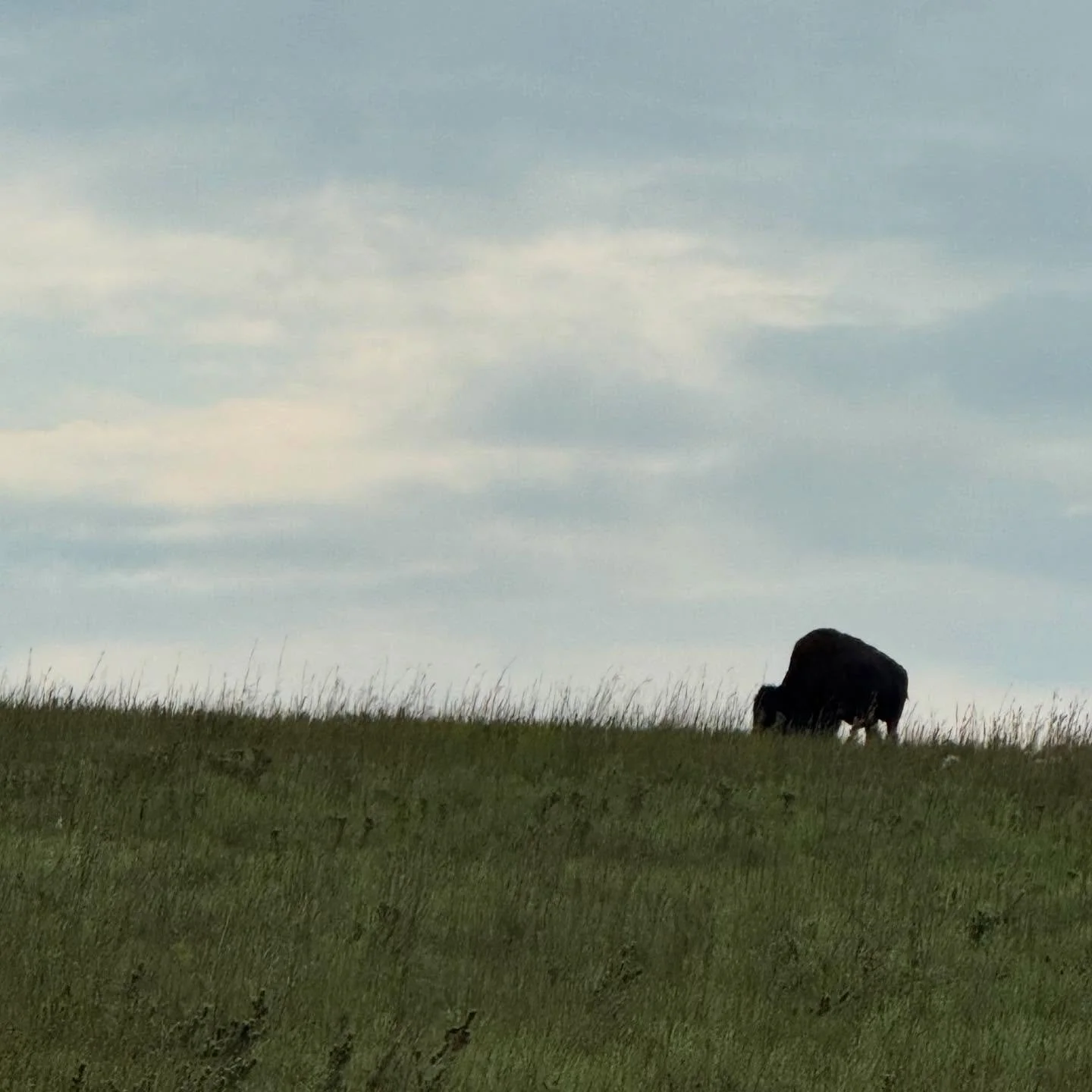 Spent this past overcast Sunday afternoon with Flint Hills bison and reading this morning about the new study published in Science adding to traditional knowledge about their part in healthy ecosystems. Grateful to be at home with these beauties in K