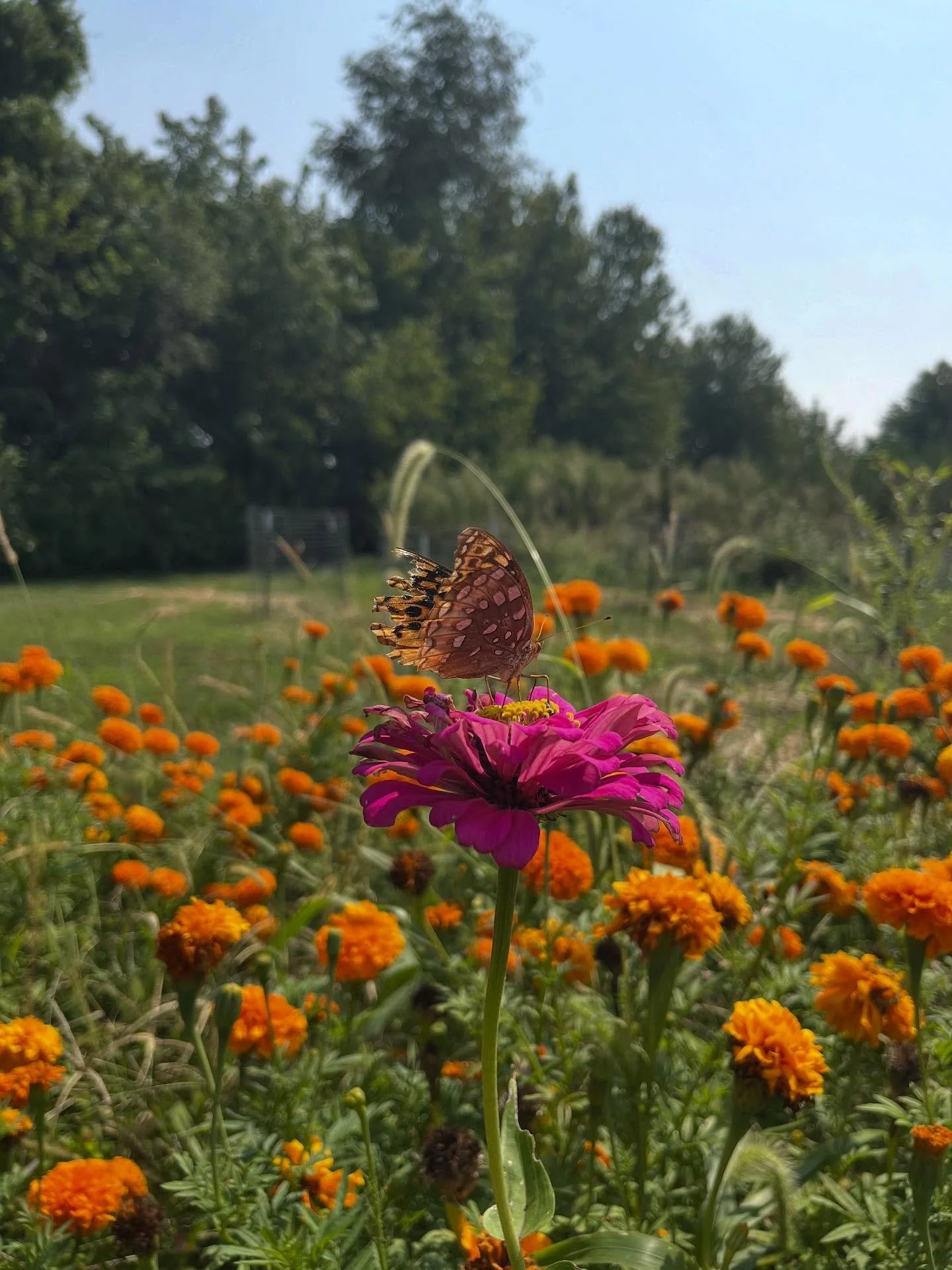 Two years ago, my students and I drove out to the Indigenous Community Center Farm to spend the afternoon with Alexis Nikole Nelson, learning to recognize the edible and medicinal plants growing all around us. We walked through gardens thick with mar