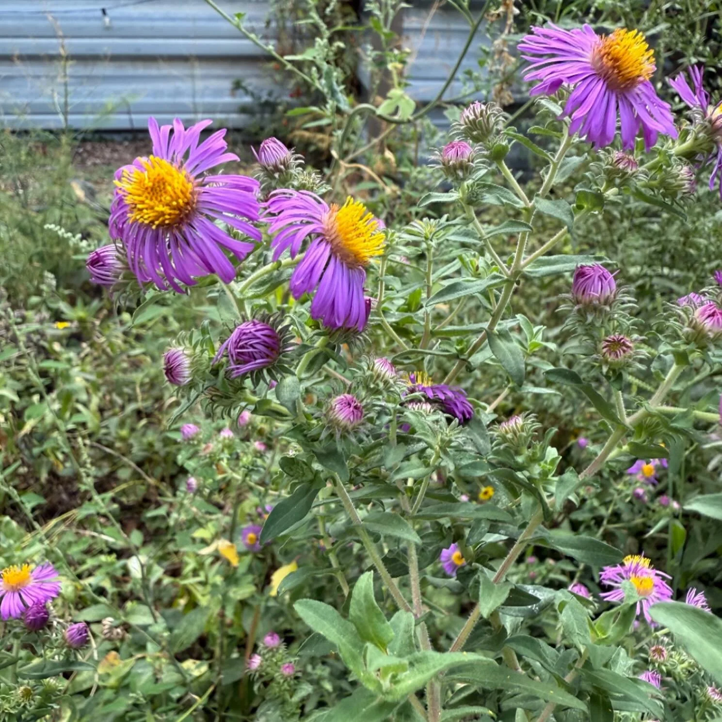 The asters are still blooming, their purple deepening as October settles in. Each morning I step outside to check on them before the day begins.

I just published a longer reflection on what&rsquo;s unfolding this fall&mdash;upcoming conversations wi