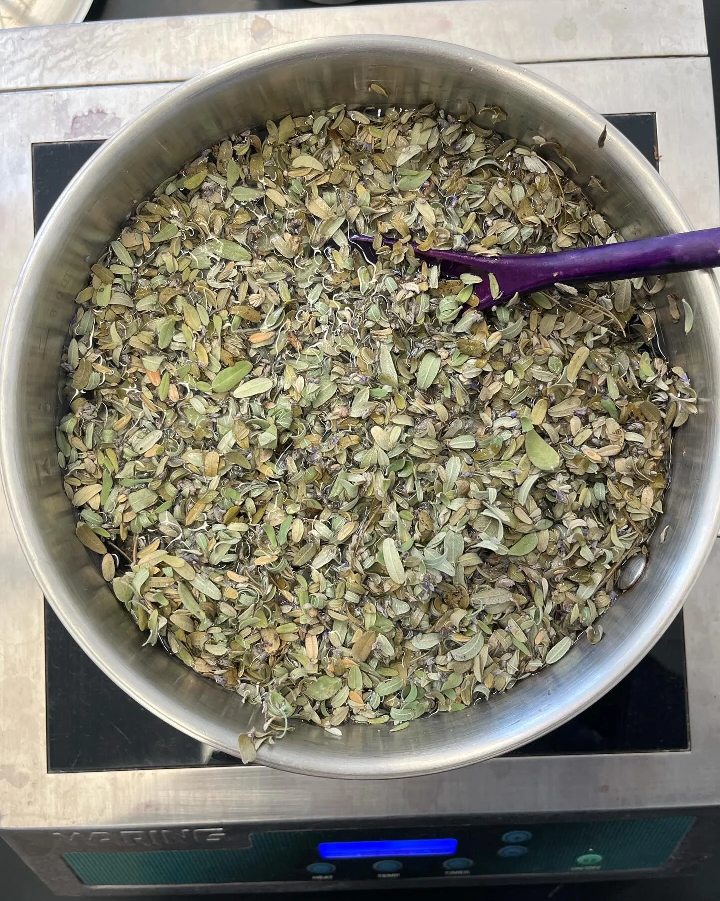 leadplant (Amorpha canescens) dye in progress