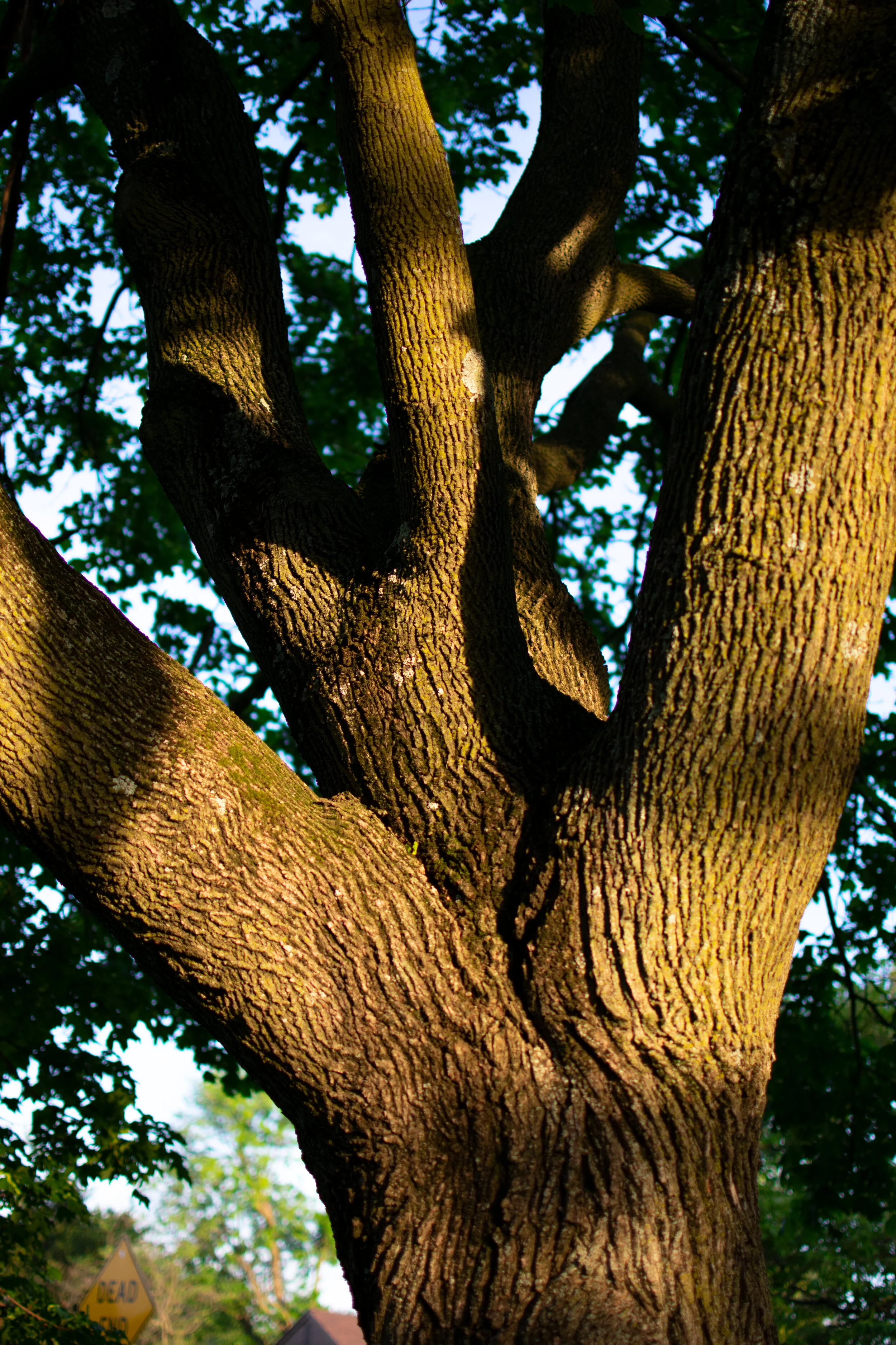 Tree Shadows.jpg