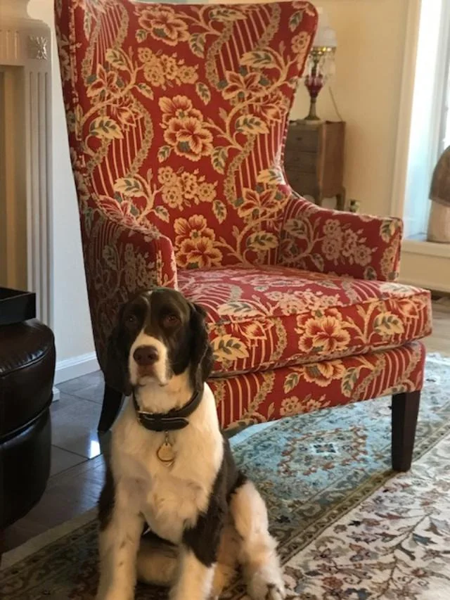 Chair Detail with Spaniel