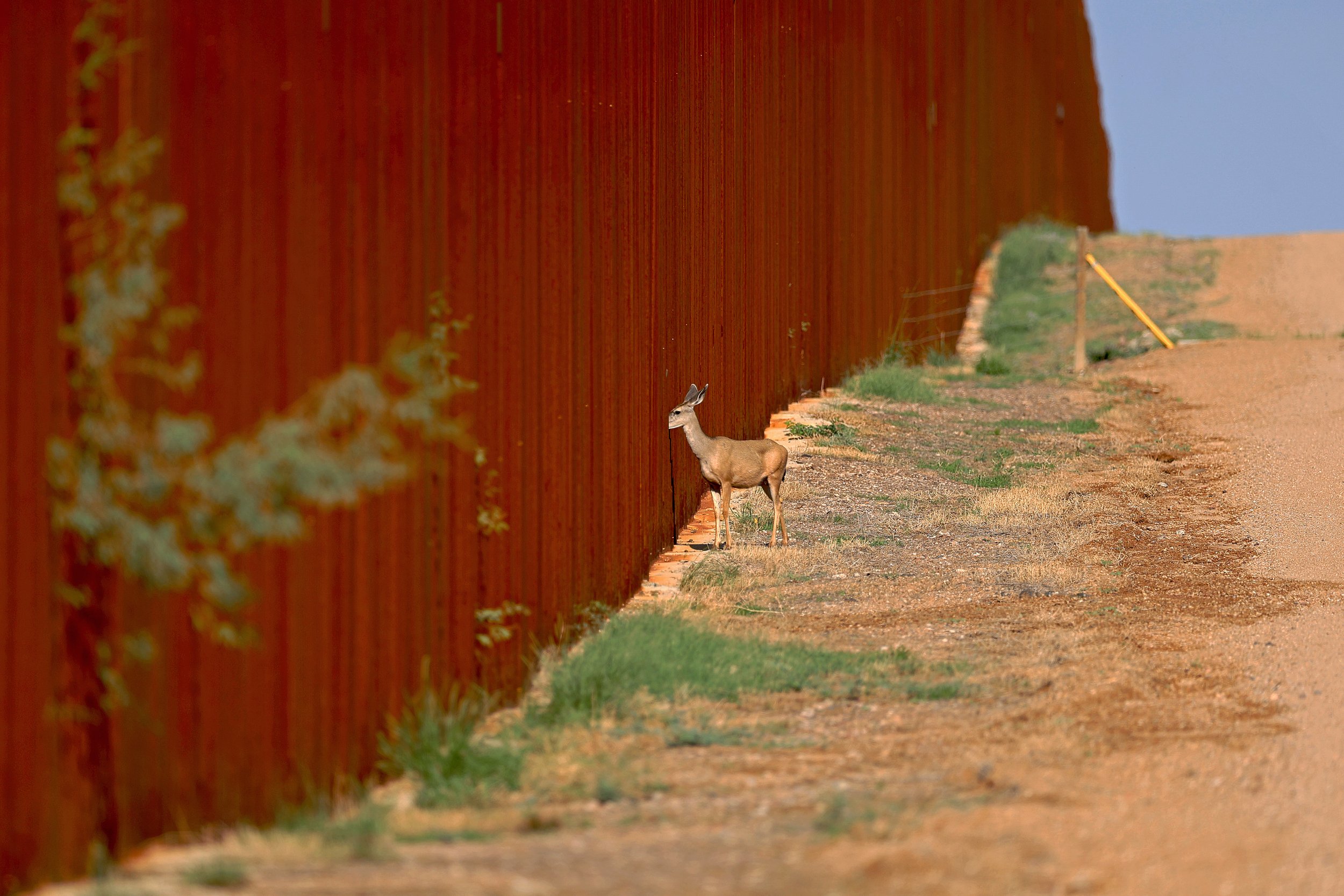The Last Corridor: How Trump Administration’s Border Is Threatening Arizona’s Ecosystem