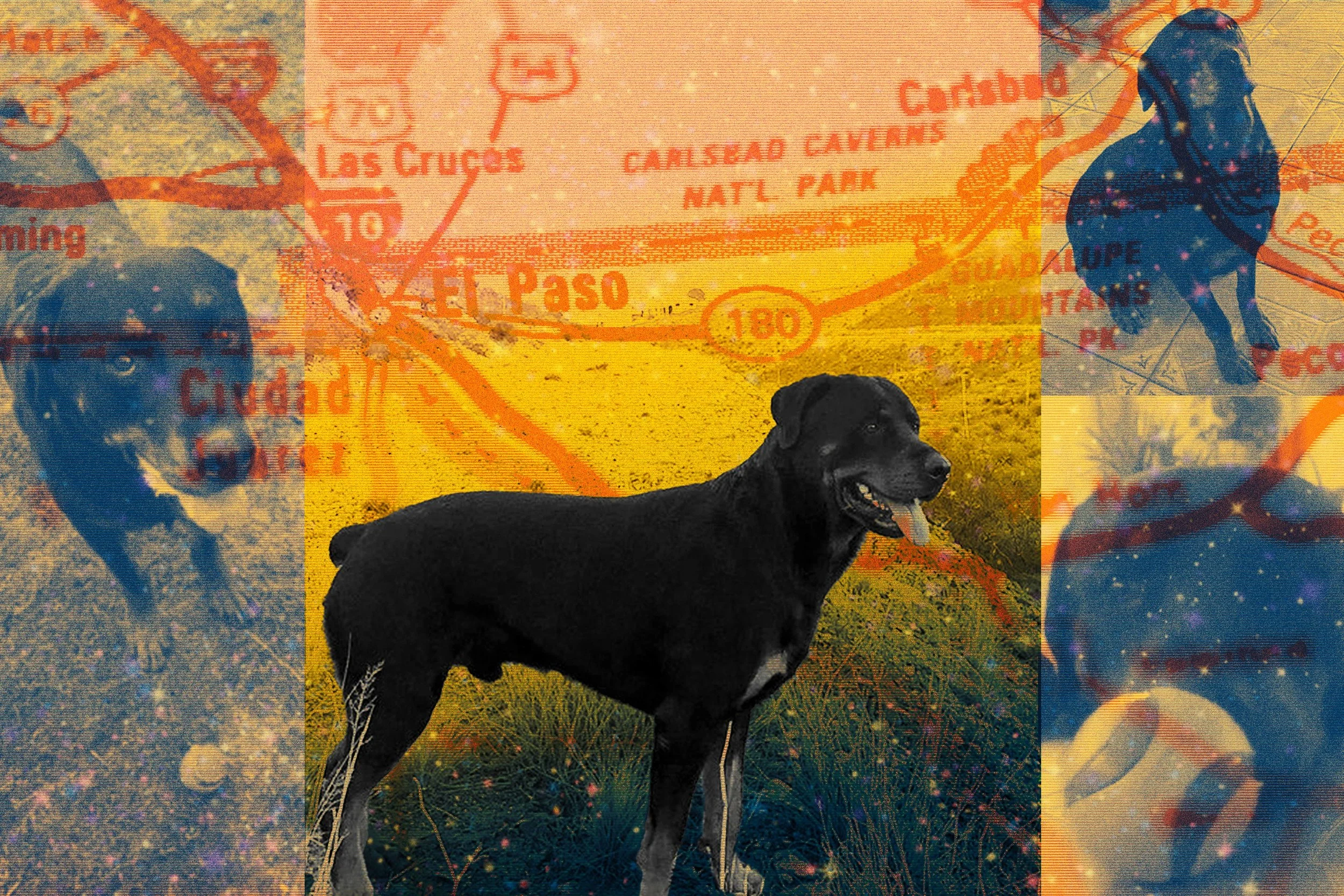 A Secure Dog, a Sudden Shot: A Family Demands Answers After Border Patrol Kills Their Pet
