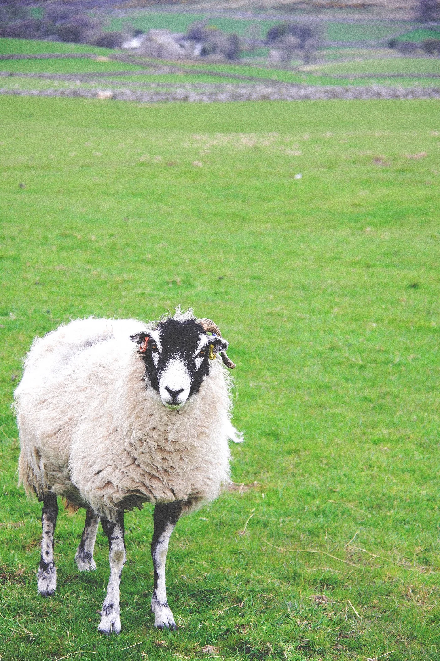 A CORNER OF EDEN FARMHOUSE
