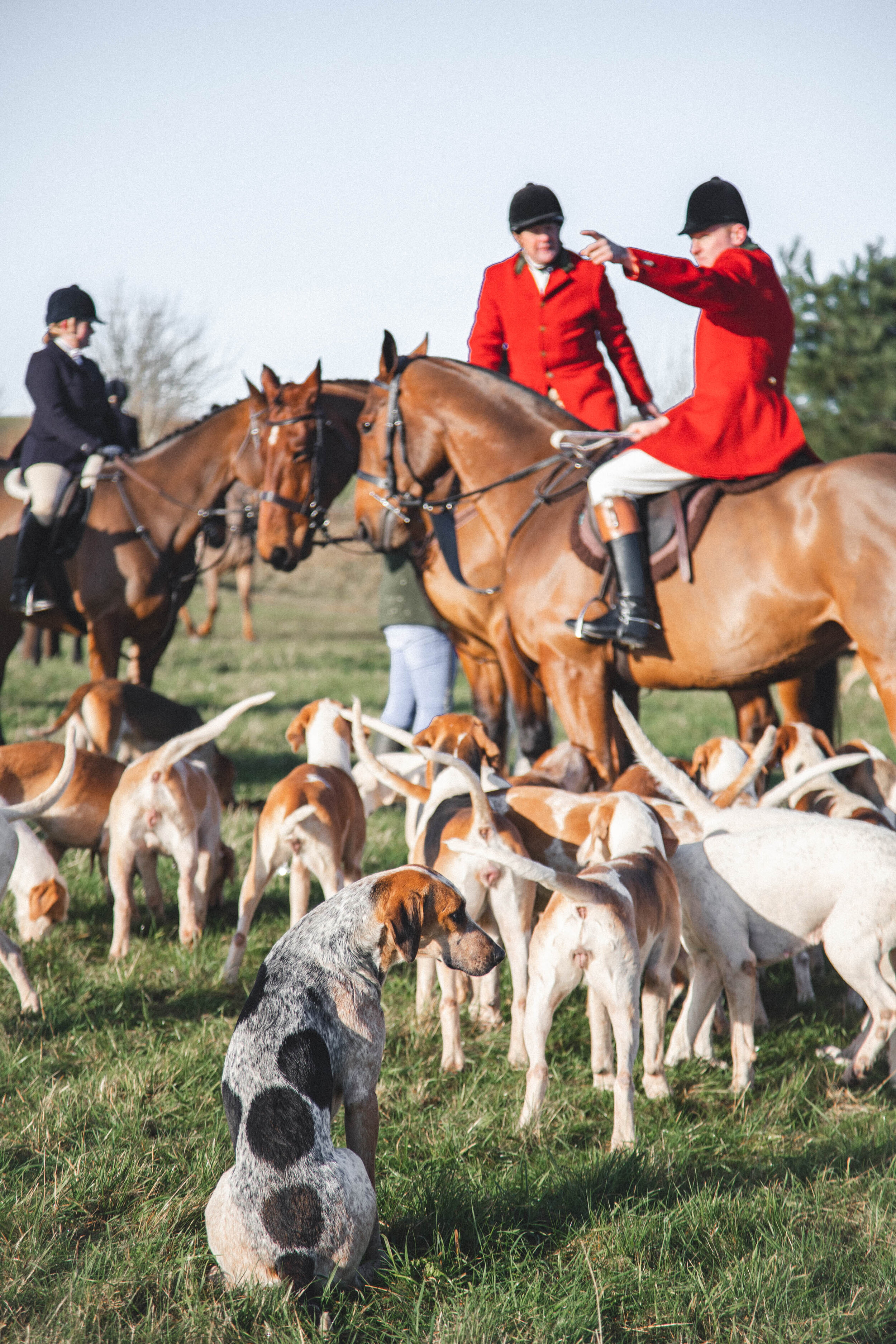 Fox Hunt, The Cotswolds, England