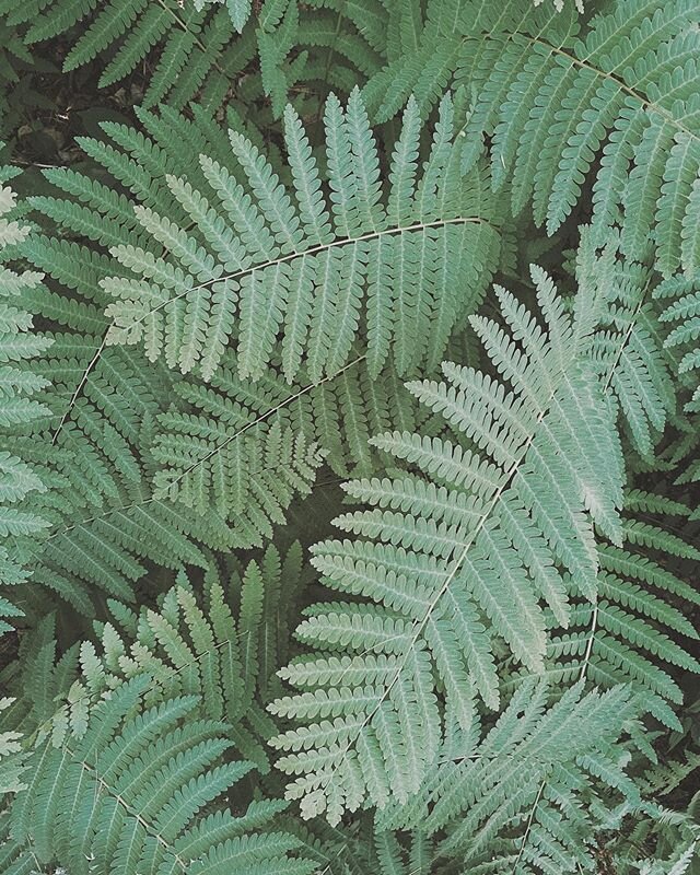 In the summertime here in N.H., the forest floor is COVERED this these beautiful ferns.  Everything gets so lush and green, that, especially on humid days, it feels like you are walking through a rainforest!  So beautiful!  It&rsquo;s also as close a