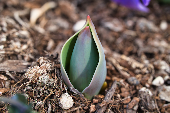 The Beauty of New Life: Sacred Circle Reflection