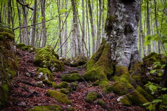 advent-reflection-roots-of-faith