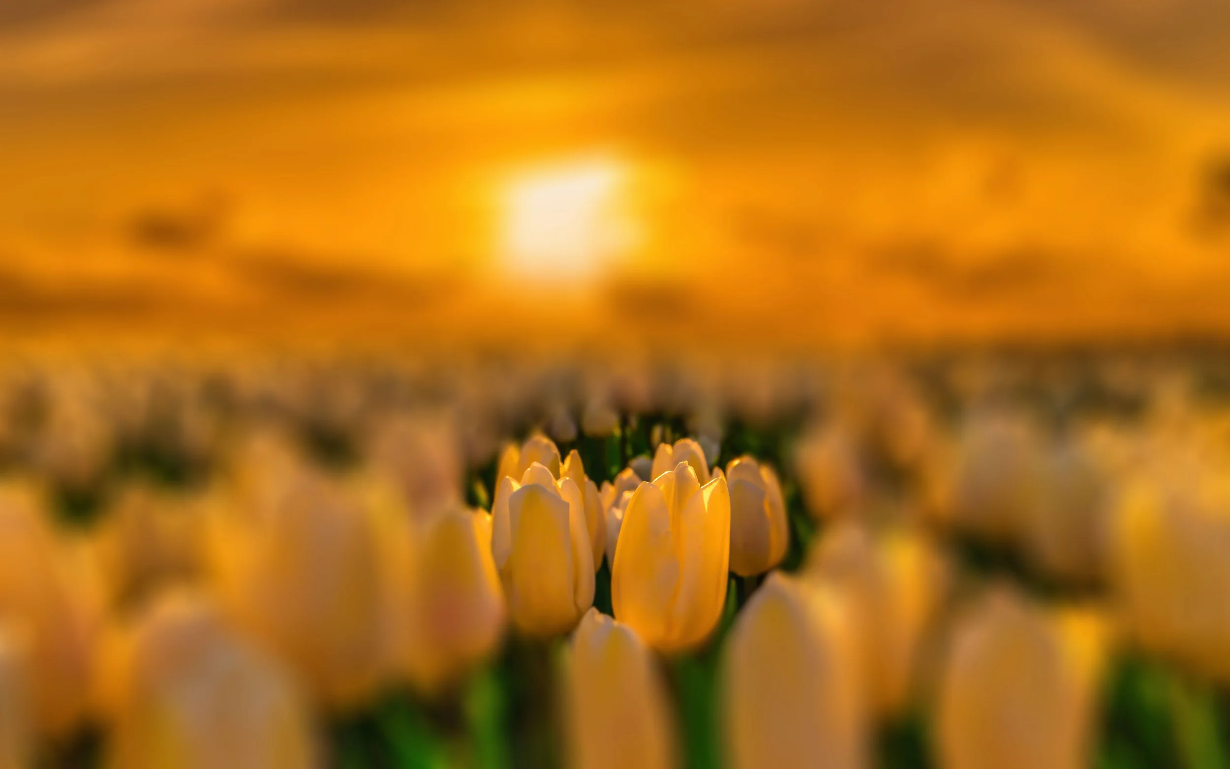 56319916_colorful-tulip-field-in-the-netherlands-in-the-flower-bulb-region-blurred.jpg