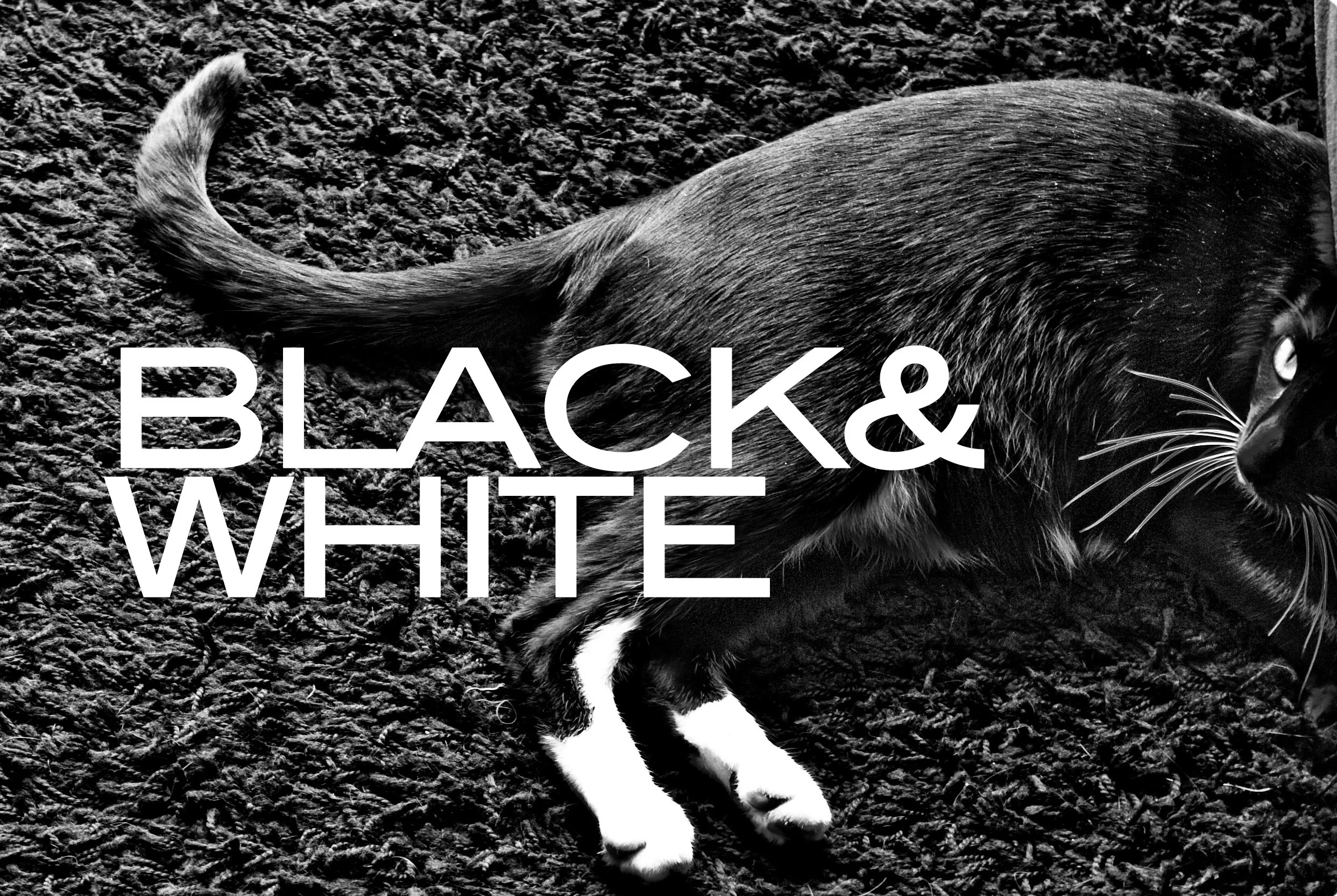 IMG_7207 copia@0.jpeg