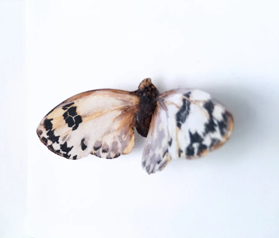 checker butterfly - detail.jpg