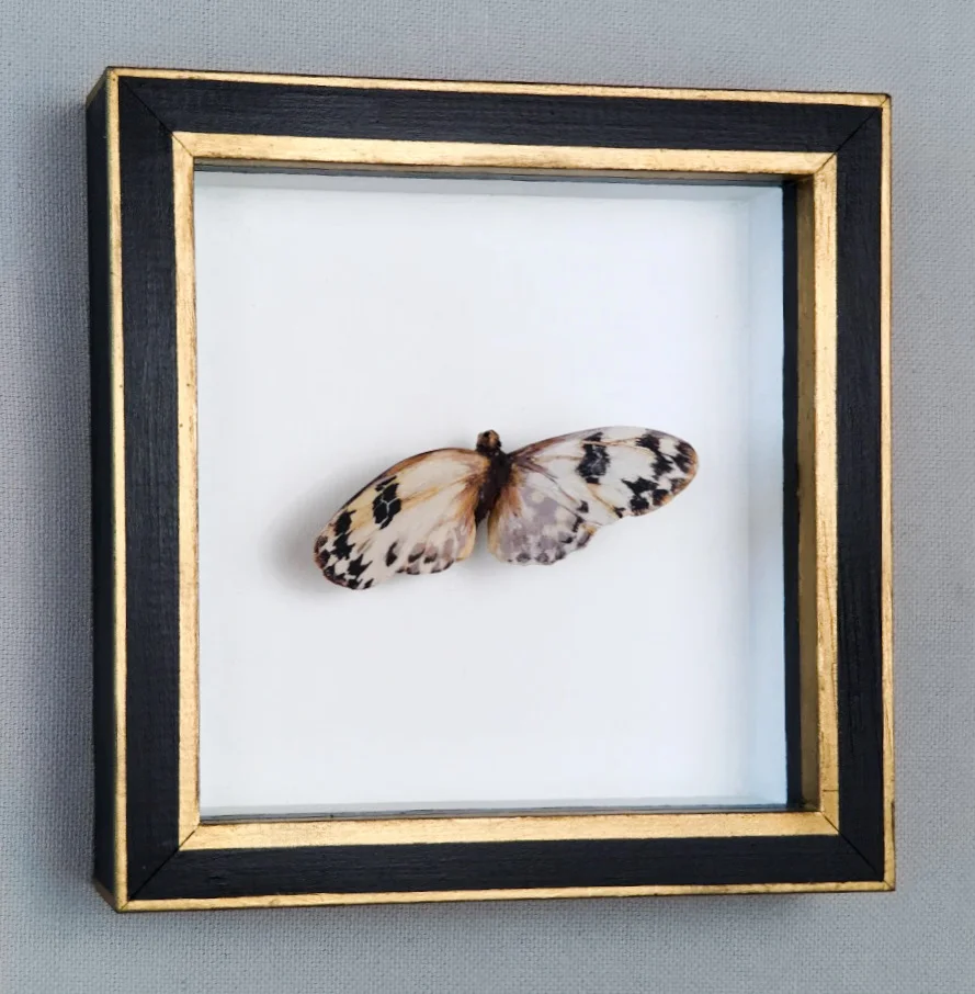 Checker butterfly - framed.jpg