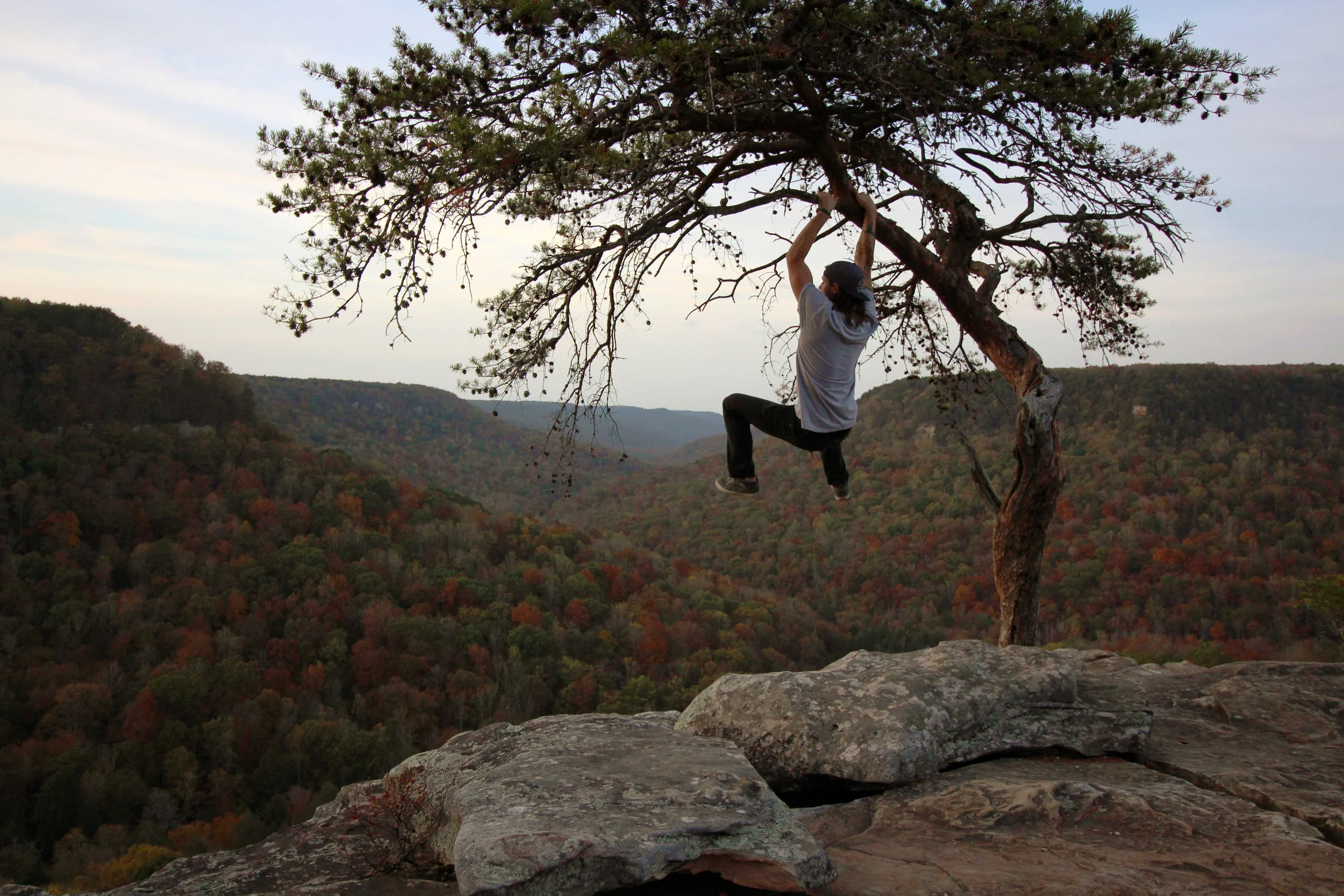 tree hang-camera.jpg