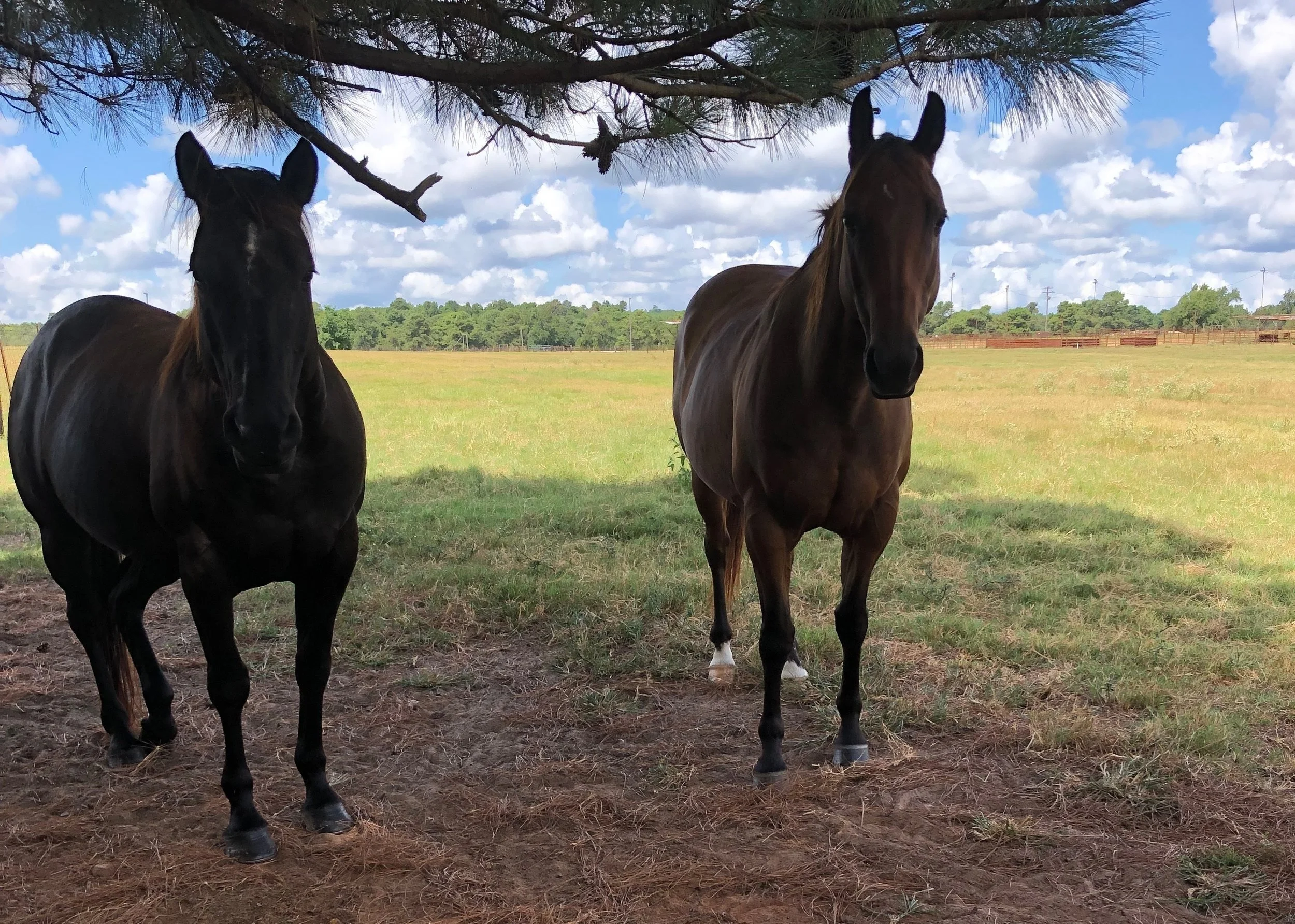 Hangin’ in the shade on a beautiful Saturday. Guy on the left claimed to be a direct descendant of Man o’ War. This was probably my most significant conversation of the day!