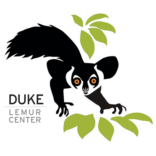 DukeLemur.png