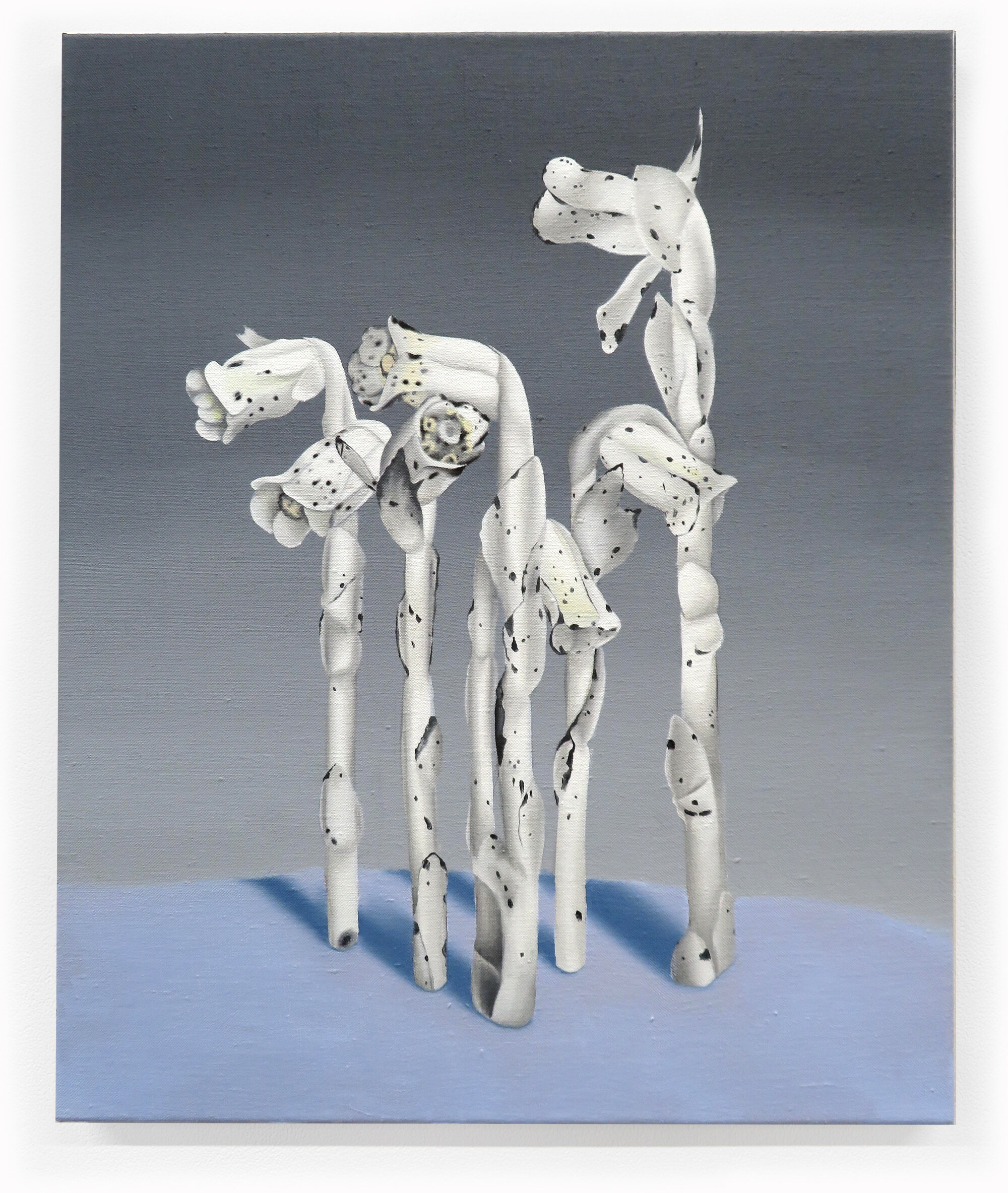 Indian Pipe, 2019