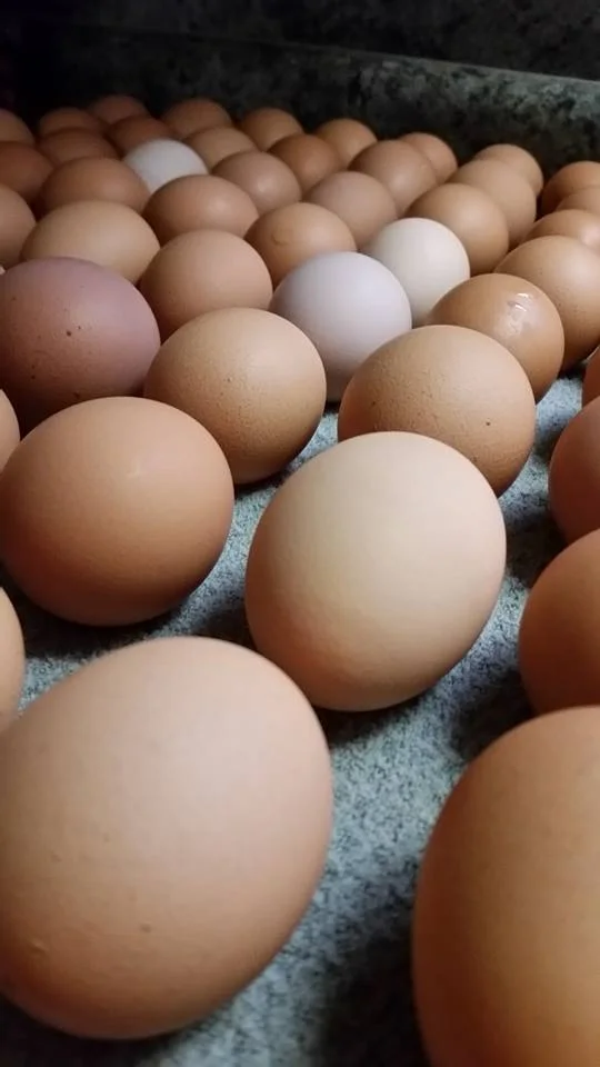 Farm Fresh Eggs