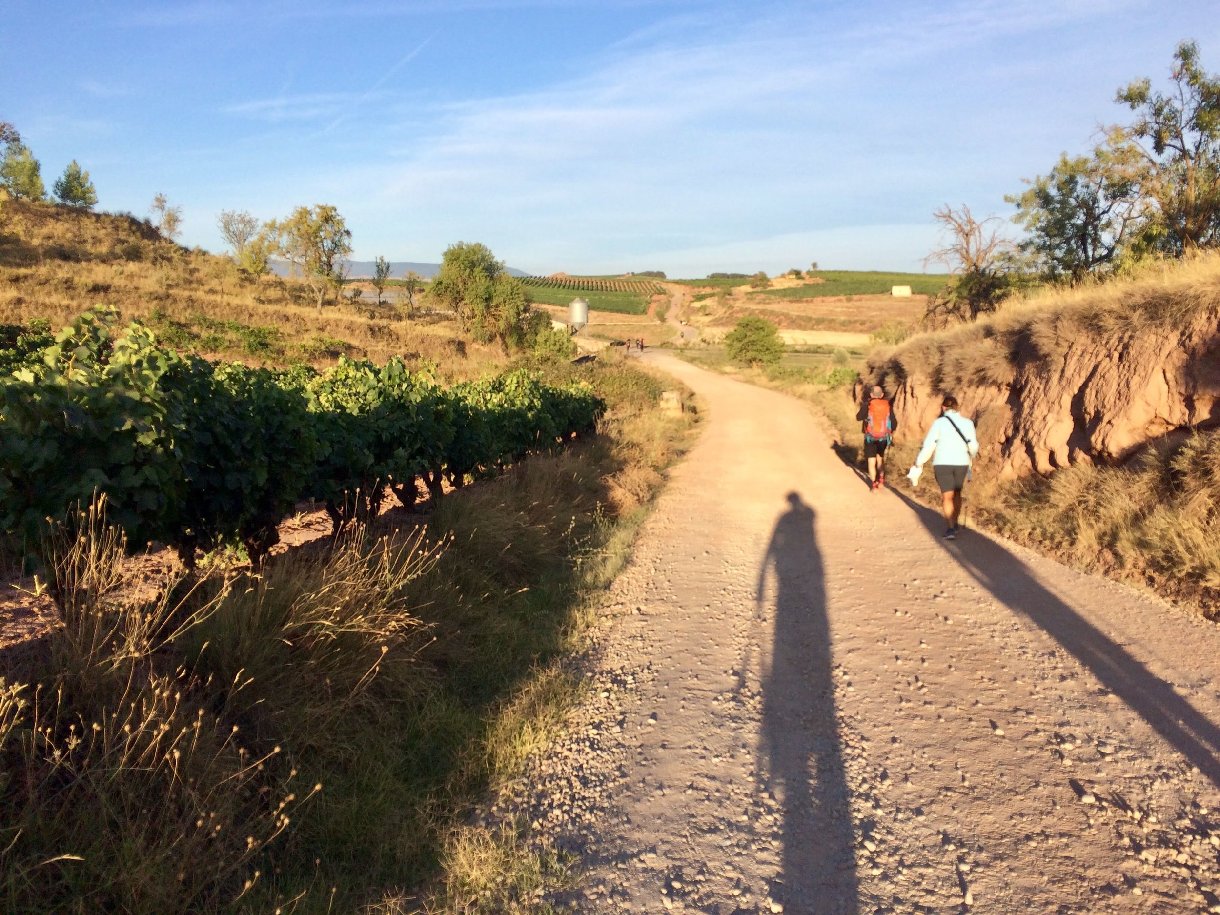 Yup, more vineyards.