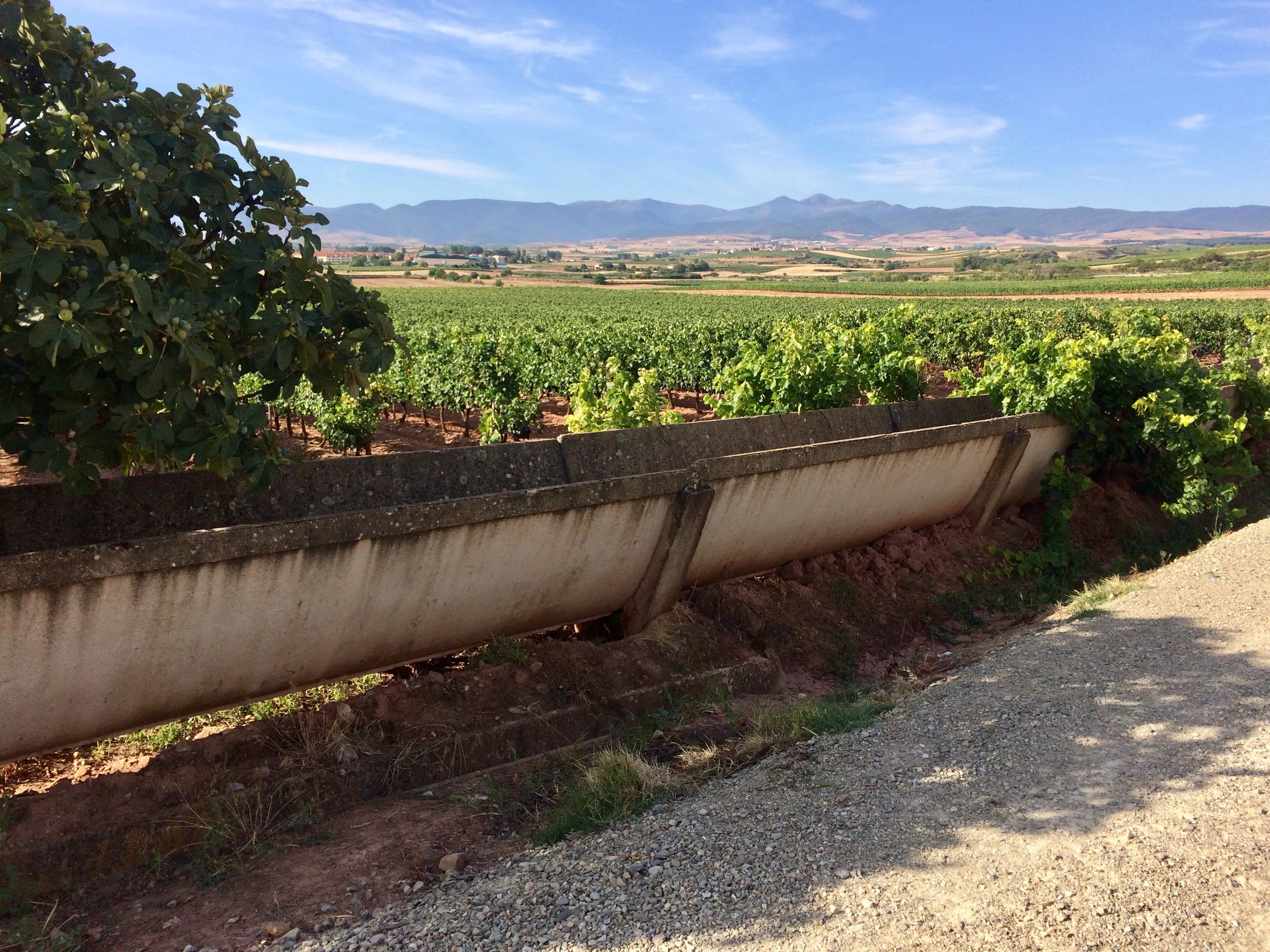 I forget what you call this but it’s the big field that they grow grapes in