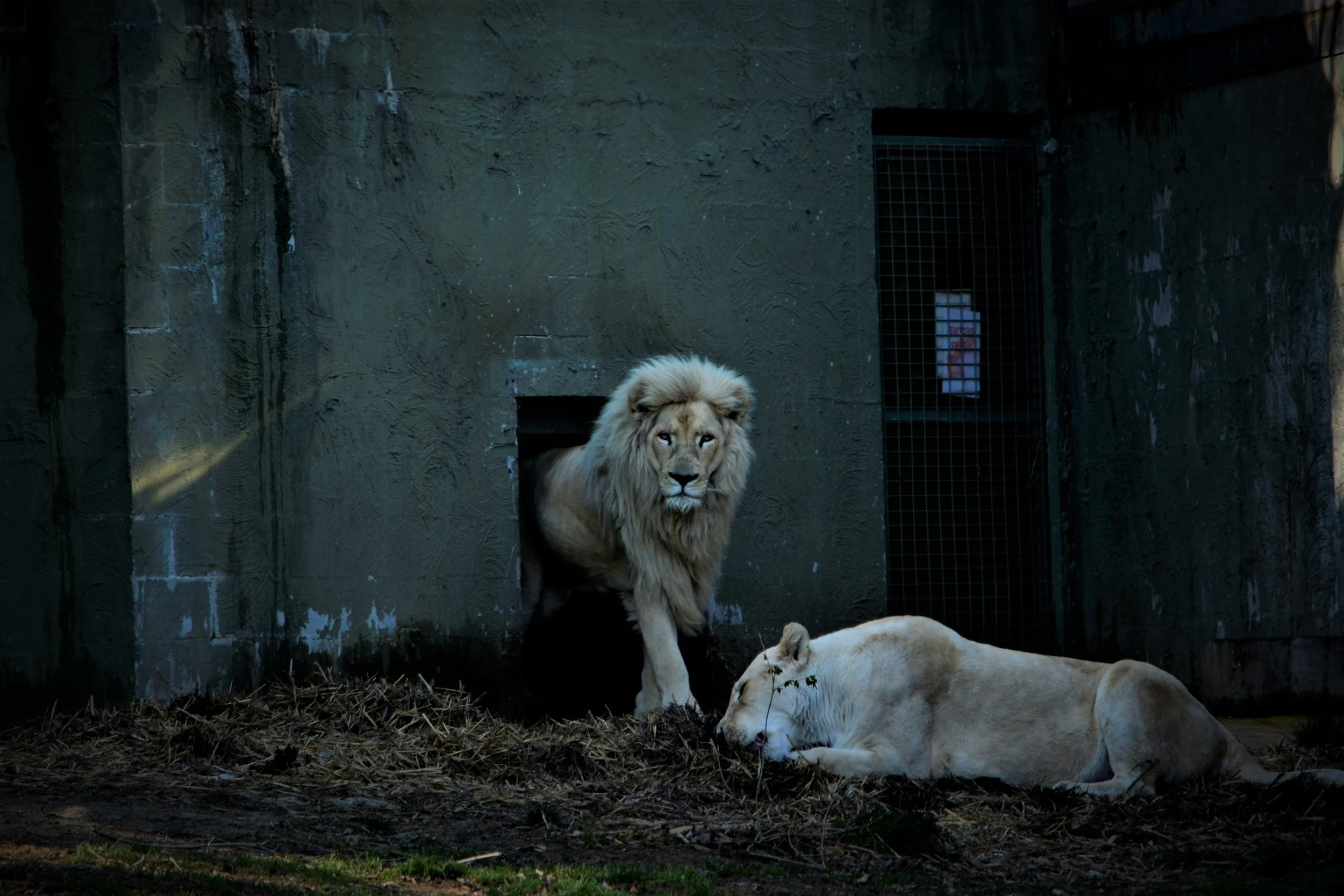 The Lion King.